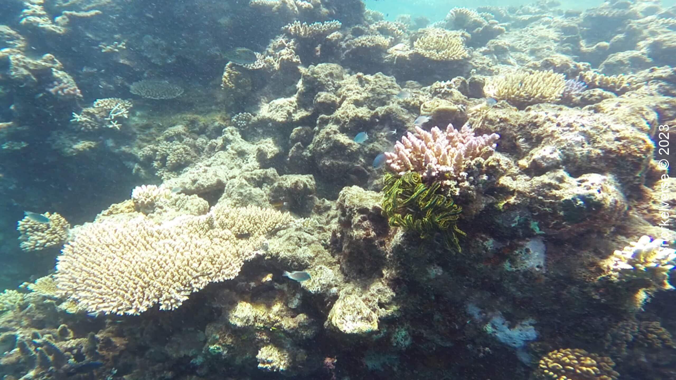 Great-Barrier-Reef-5