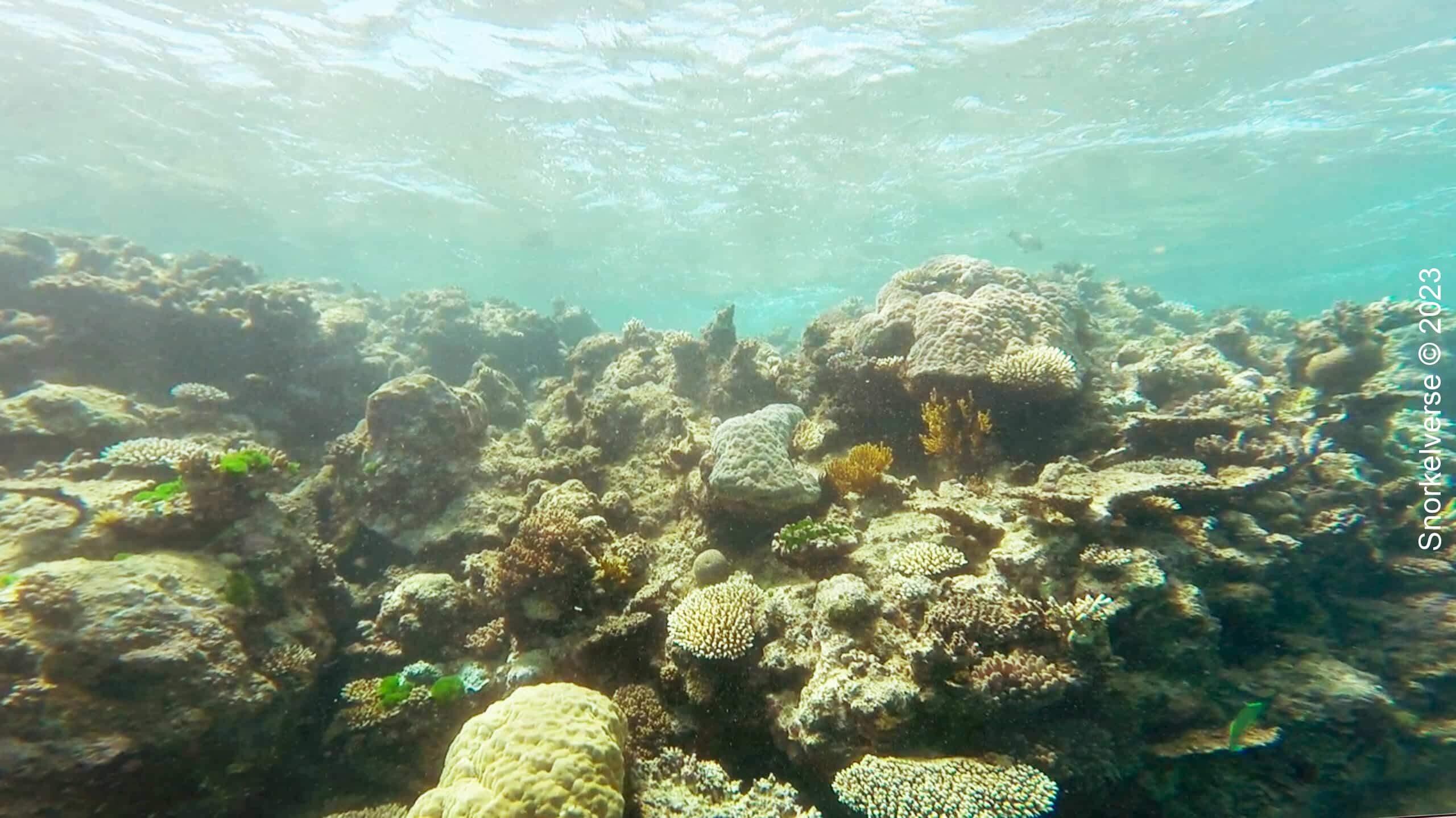 Great Barrier Reef Cover