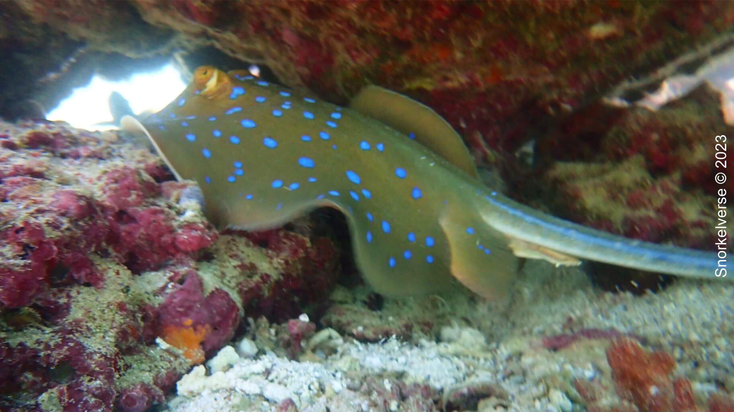 Blue Spotted Riboontail Ray, Daymaniat Islands