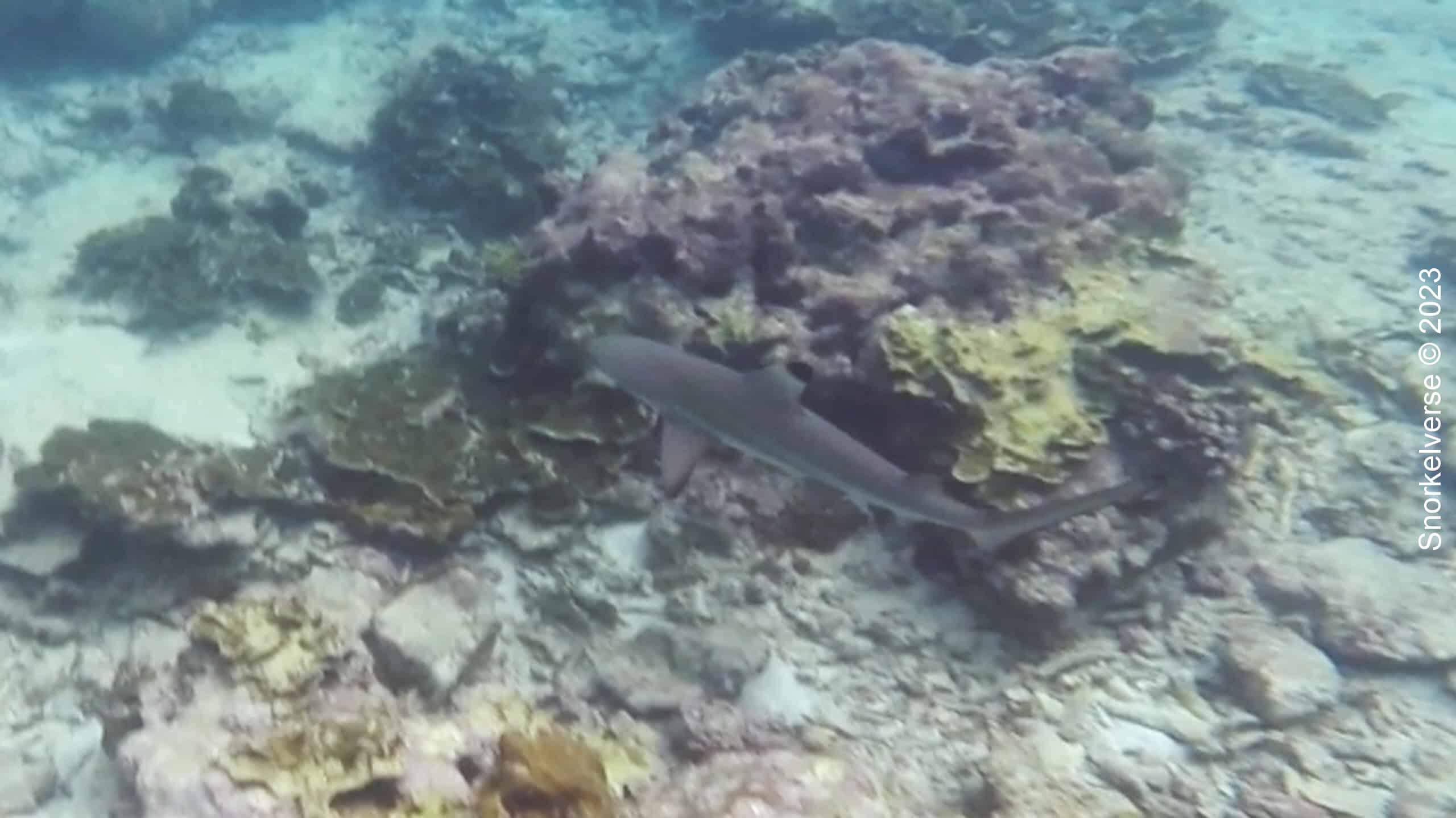 Reef Shark