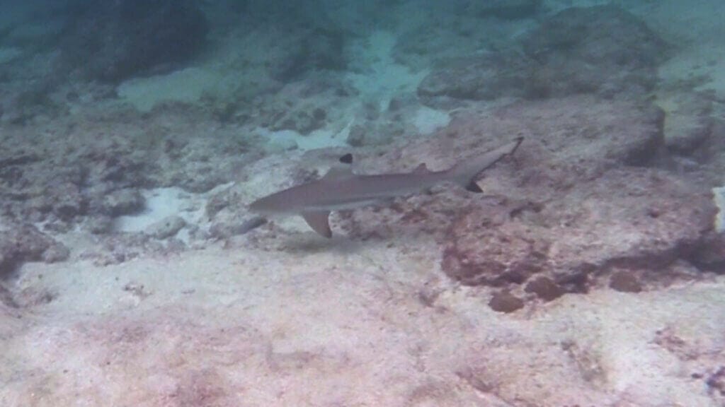 Blacktip Reef Shark, Loh Samah Bay