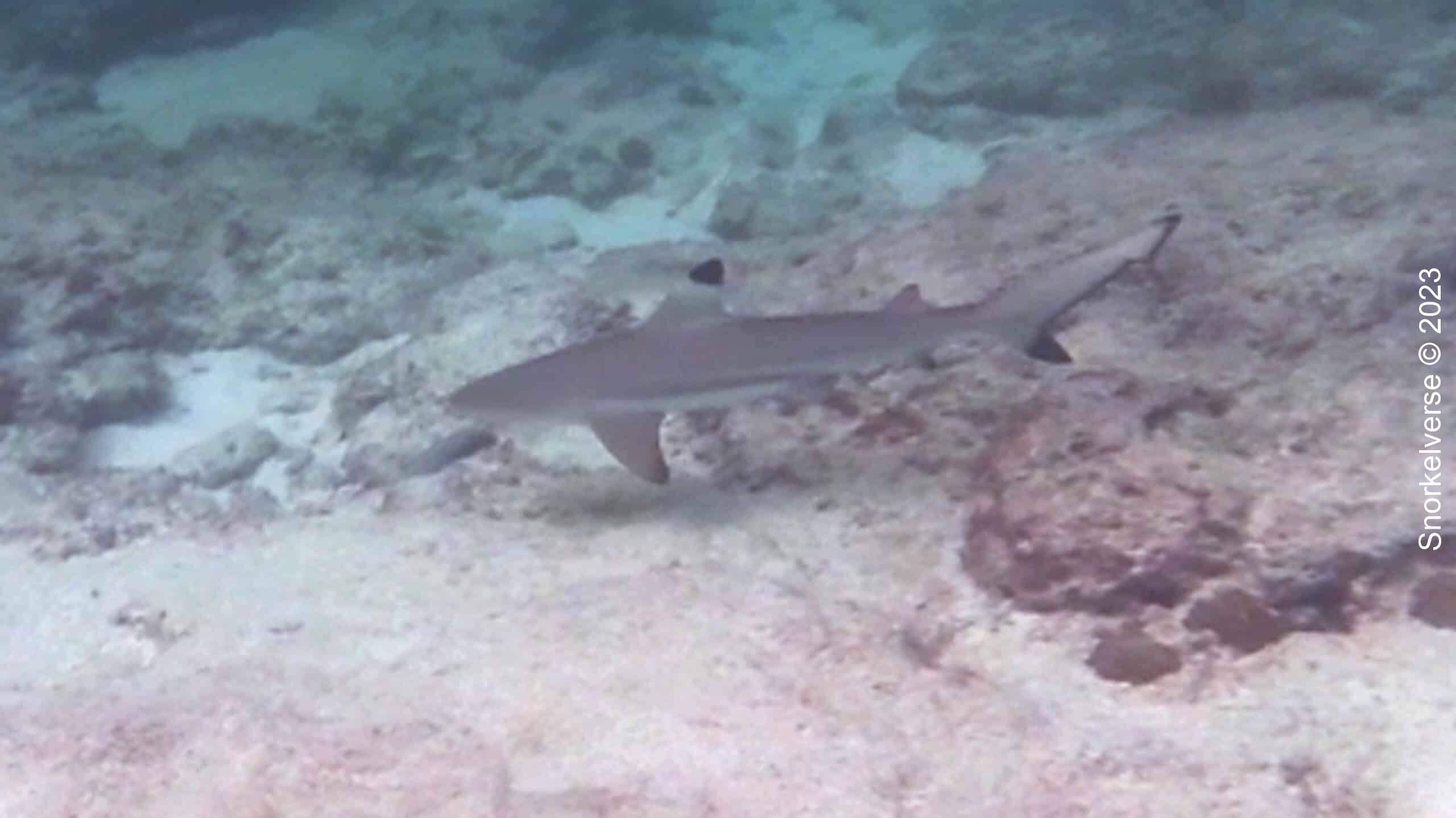 Reef Shark