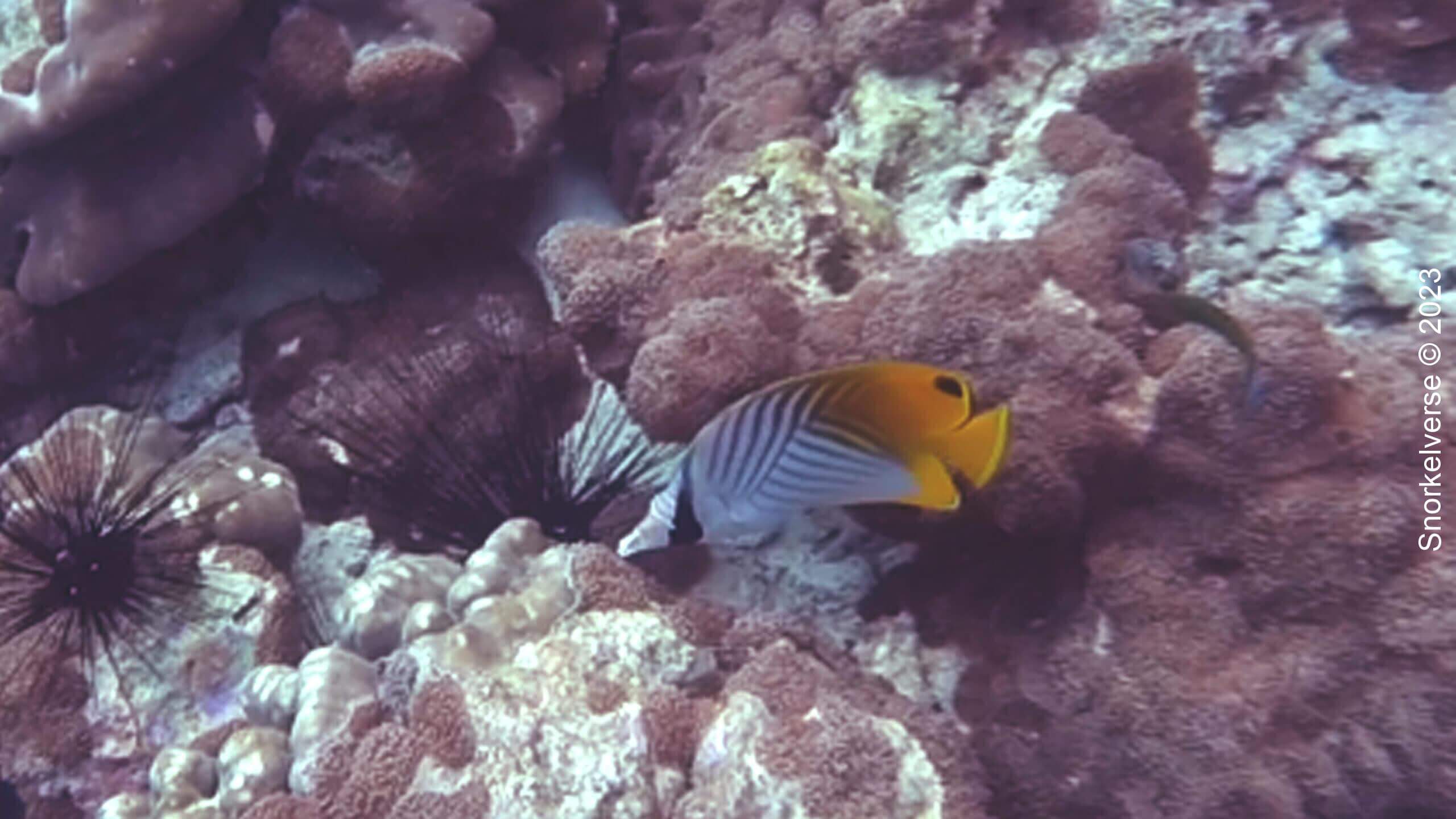 Threadfin Butterflyfish