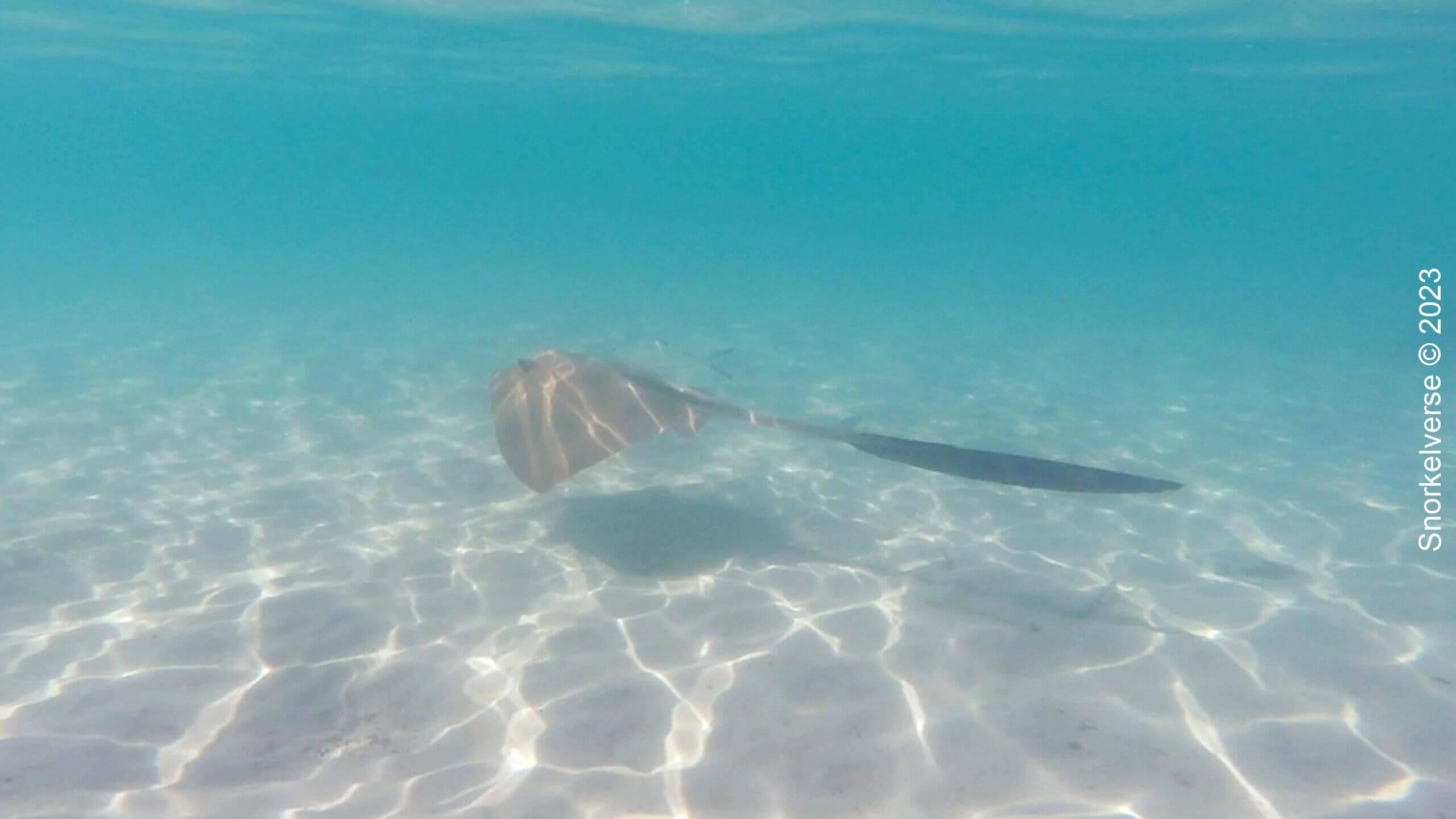 Feathertail Stingray