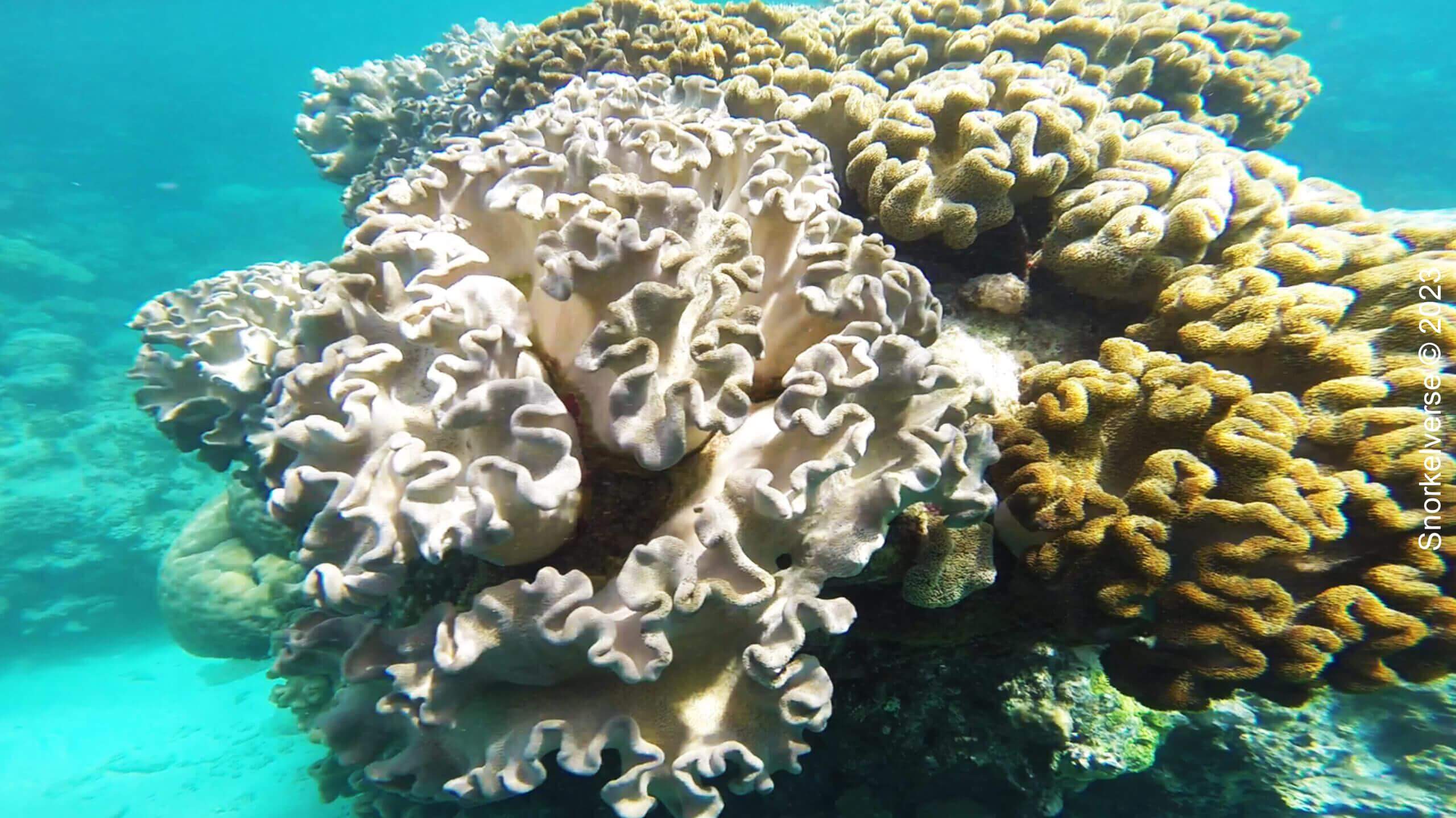 Folded Alcyoniidae coral, at the Whitsunday Islands, Australia