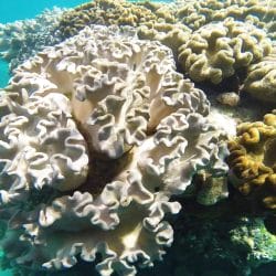 Folded Alcyoniidae coral, at the Whitsunday Islands, Australia