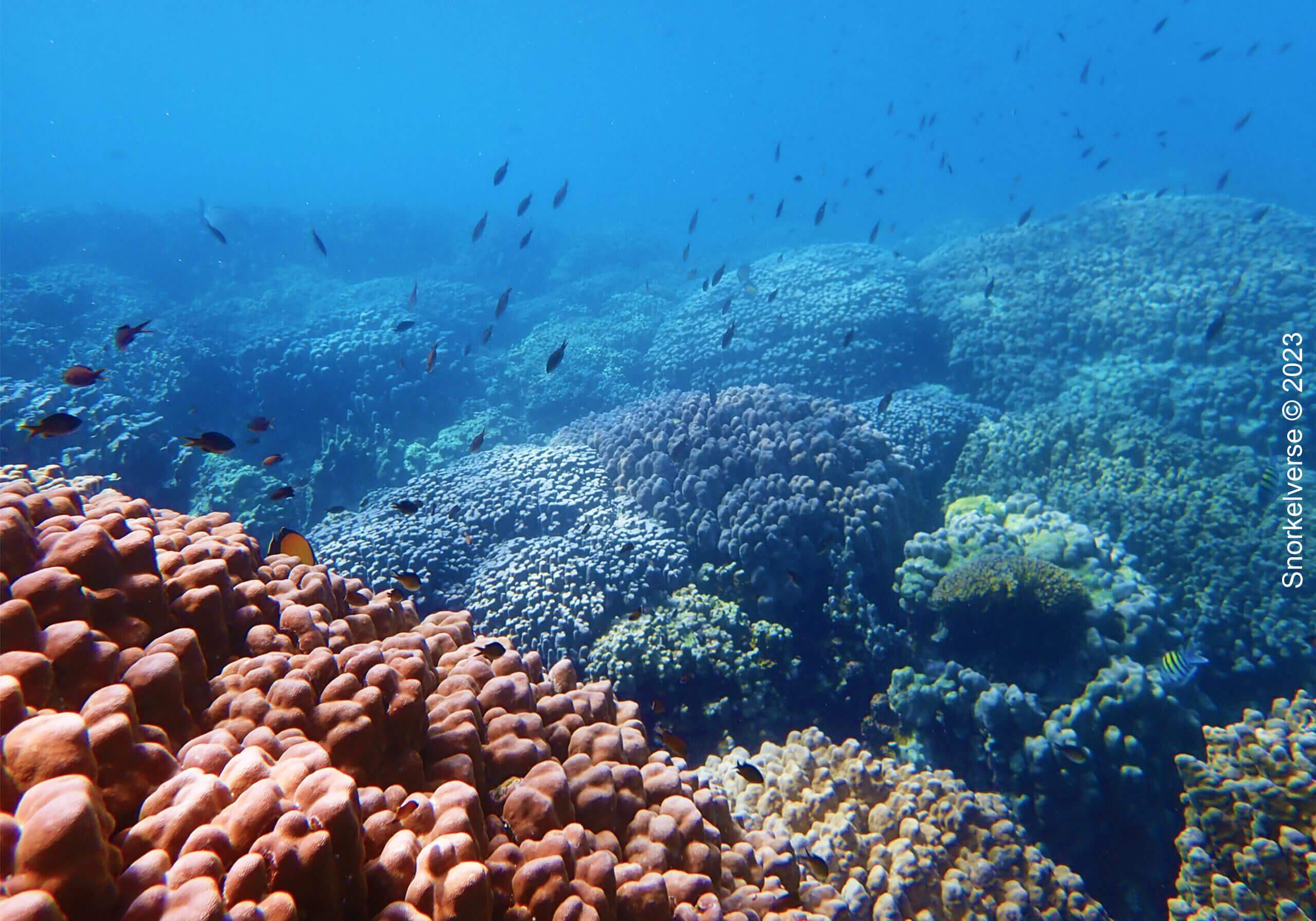 Massive Coral