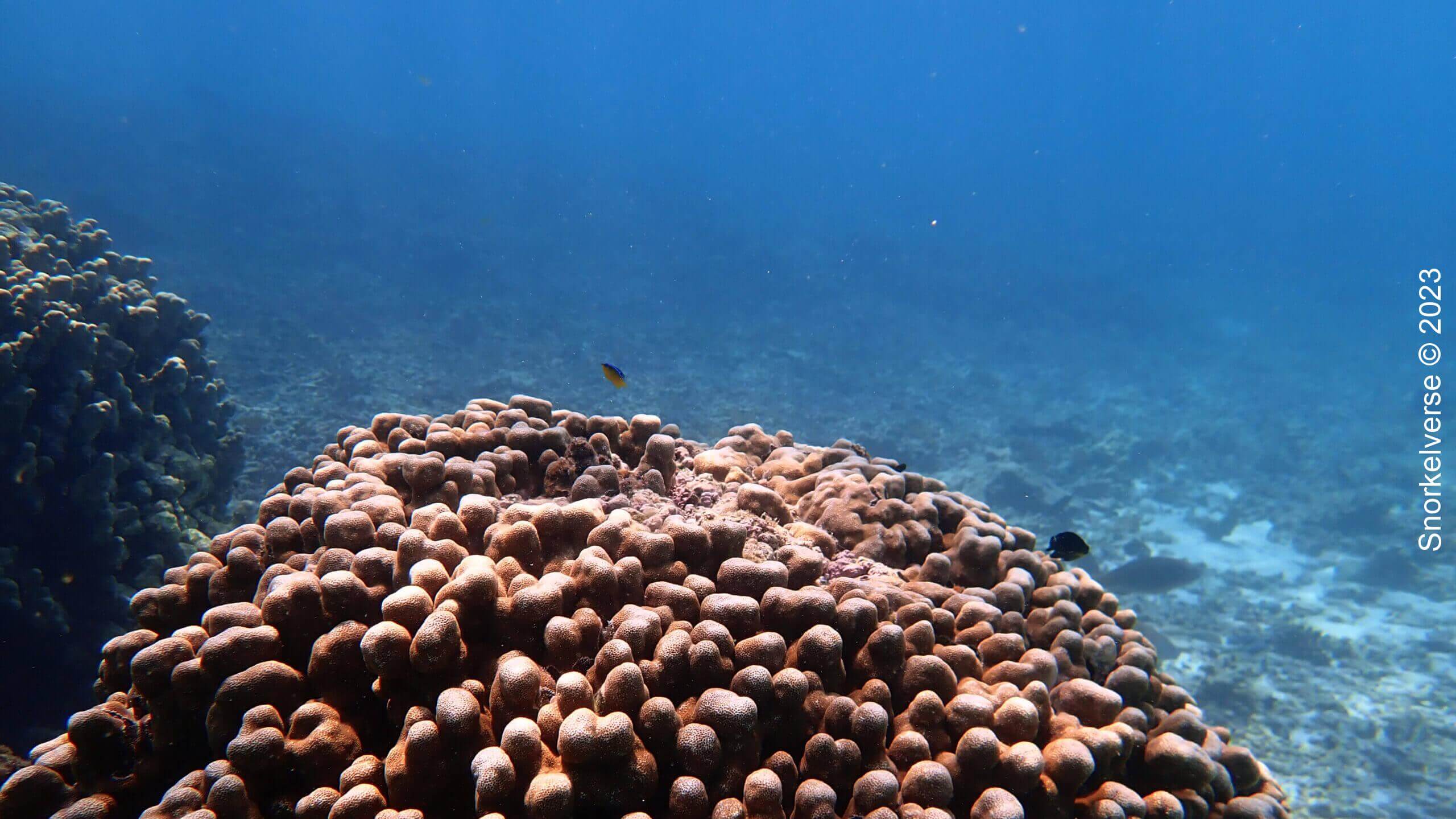 Coral Reef Snorkel