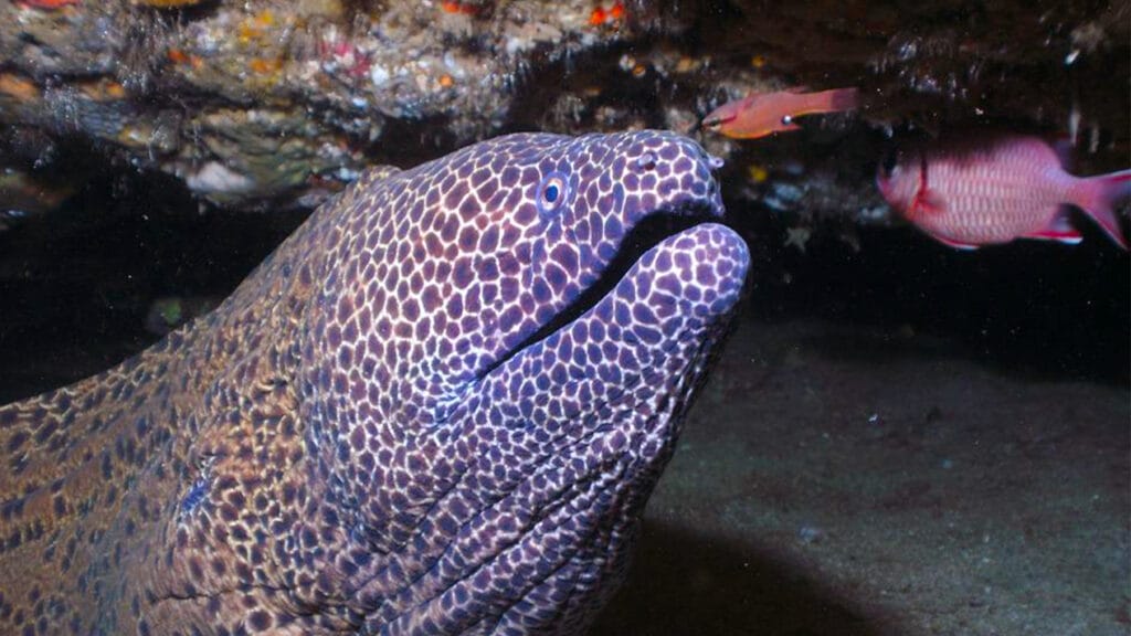 Honeycomb Moray Eel