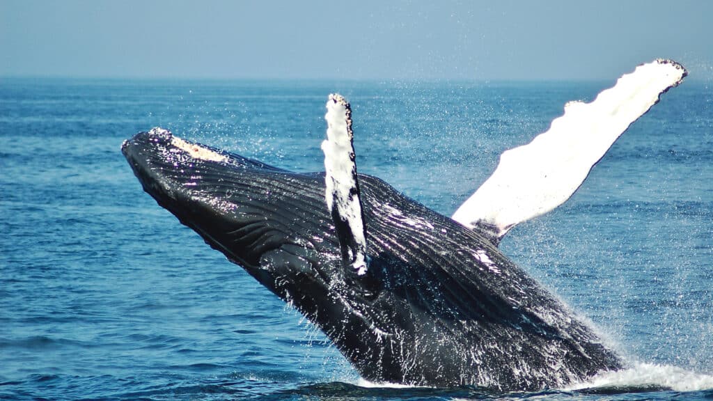 Humpback Whale