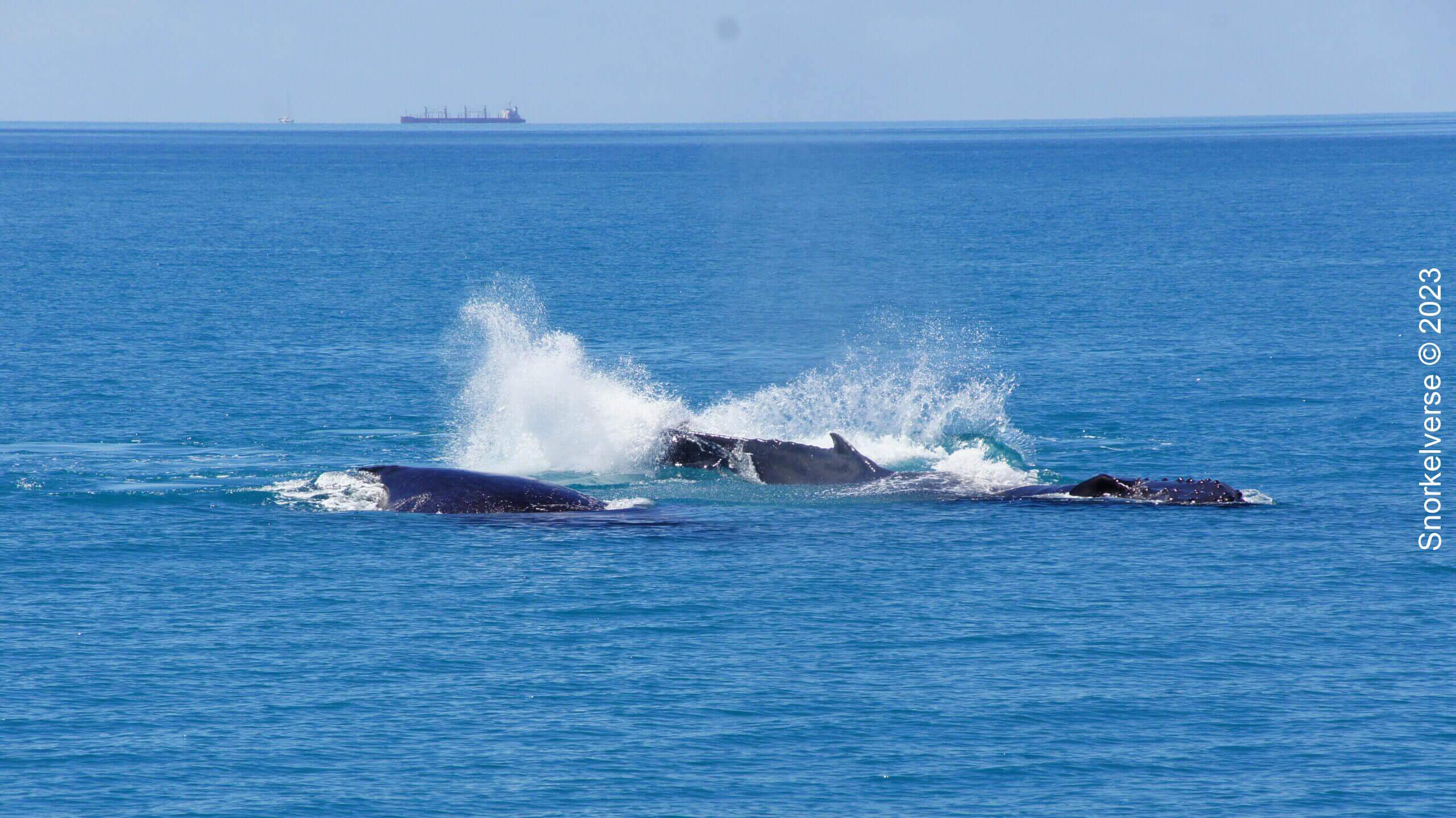 Humpback Whale Pod