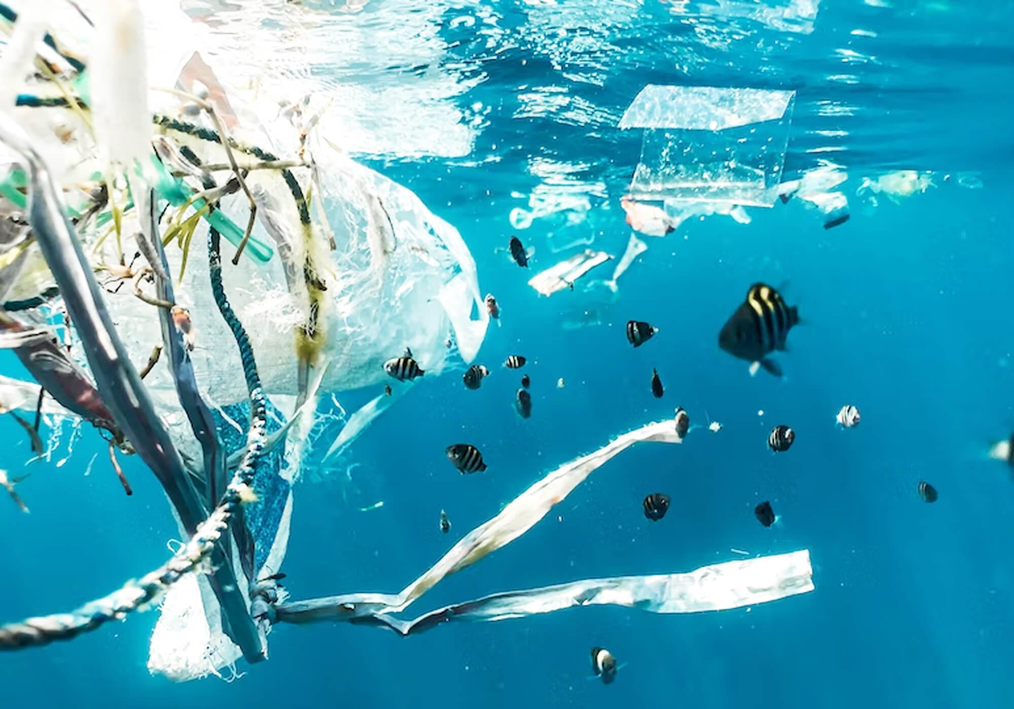 The negative impact plastic has to the ocean Snorkelverse
