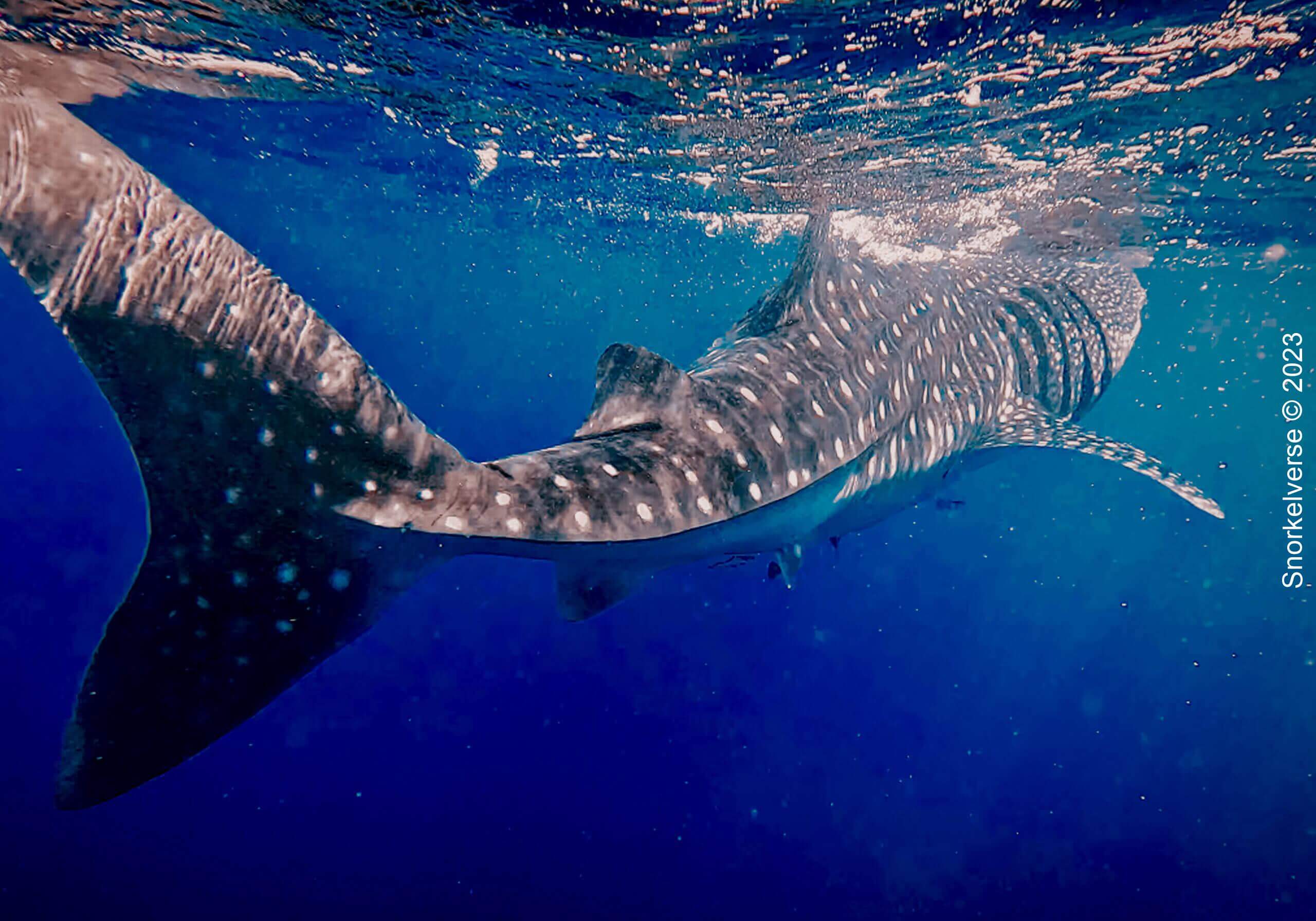 Whale Shark Tail