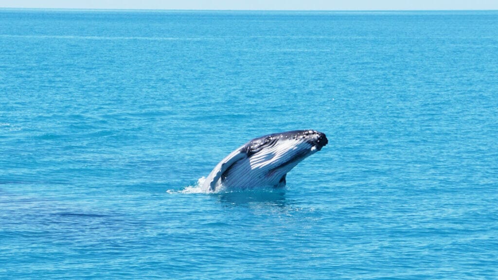 Humpback Whale