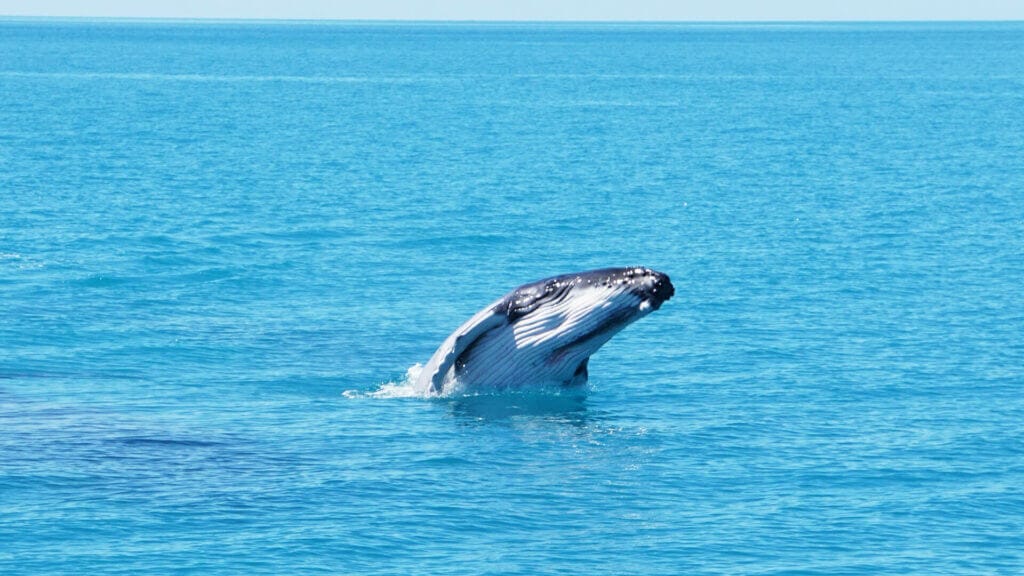 Snorkeling the tranquil Whitsunday Islands 41 Humpback Whale