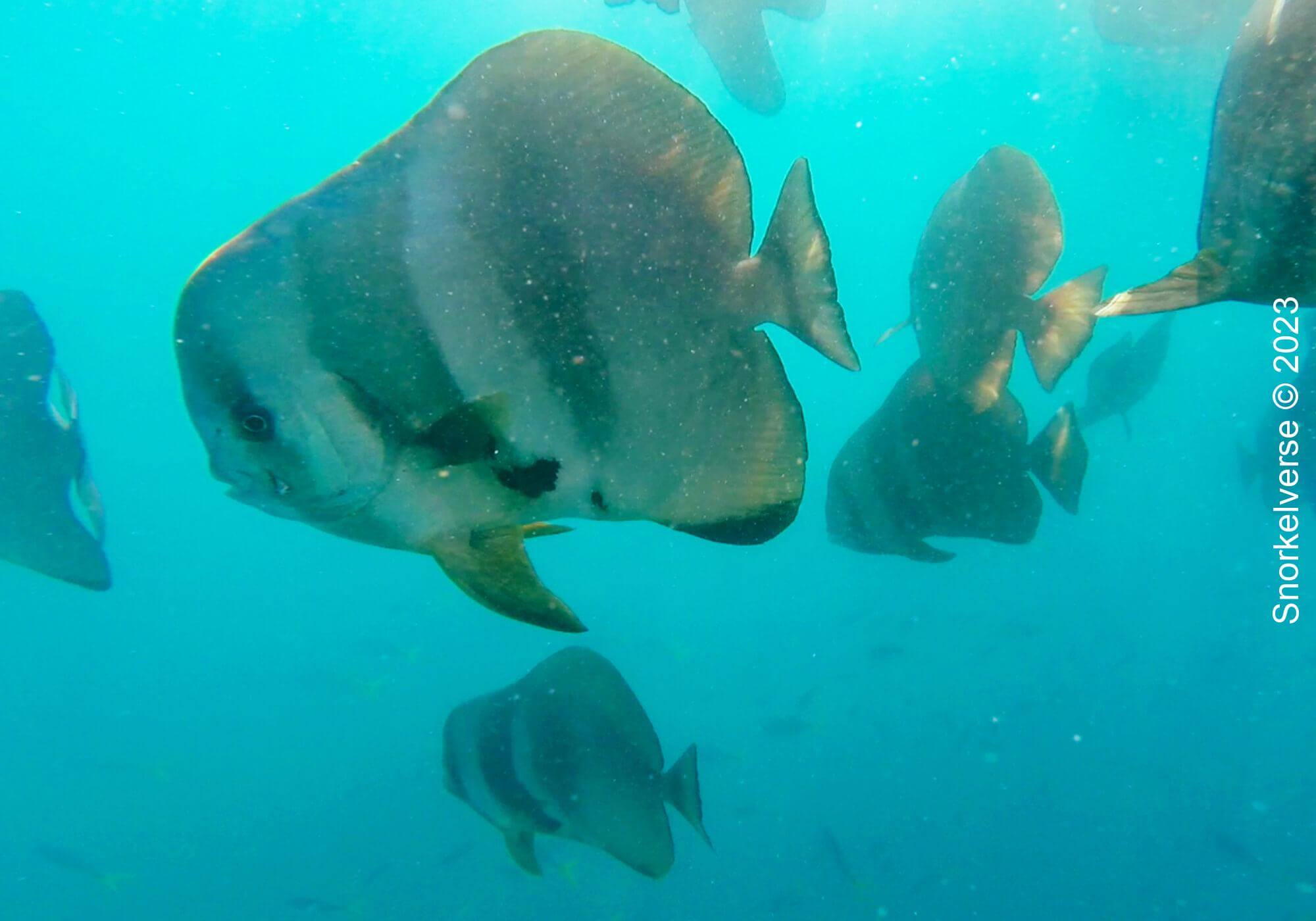 Orbicular BatFish 1 Bat Fish, Whitsundays