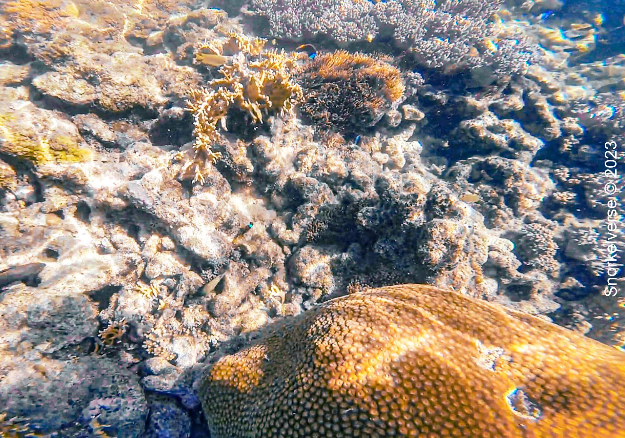 Anenome Coral Reef, Whitsundays