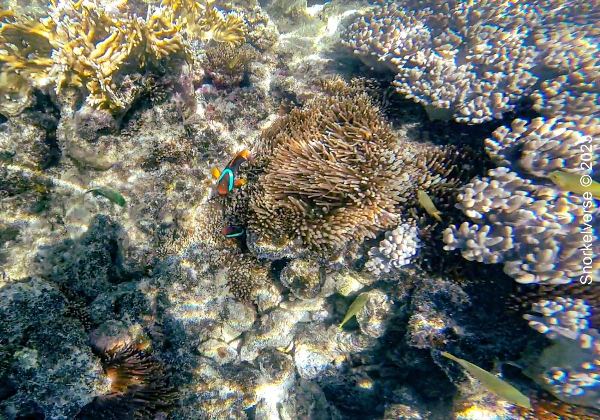Clown Fish In The Anenome In The Whitsunday's