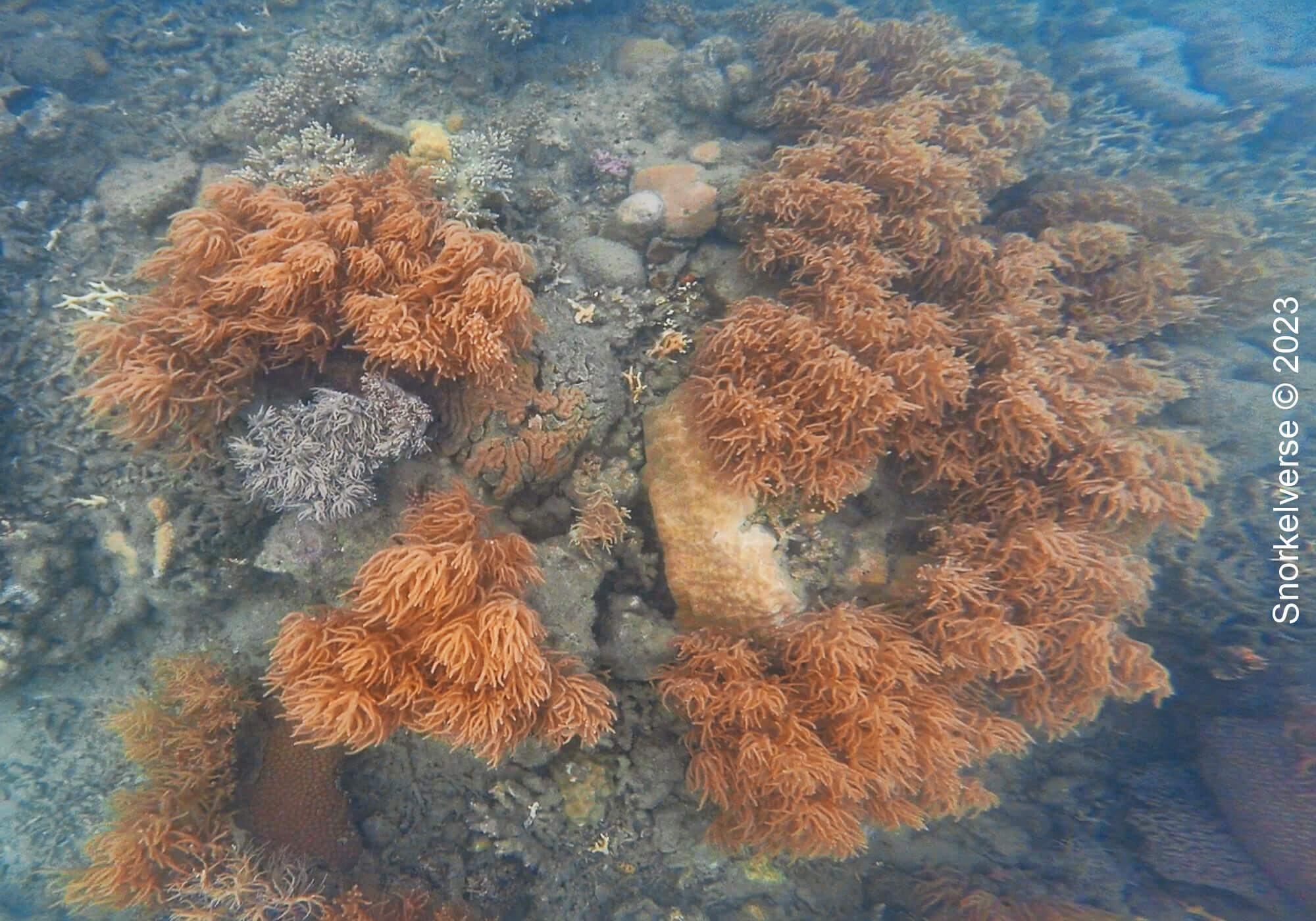 Coral Reef Whitsunday Islands