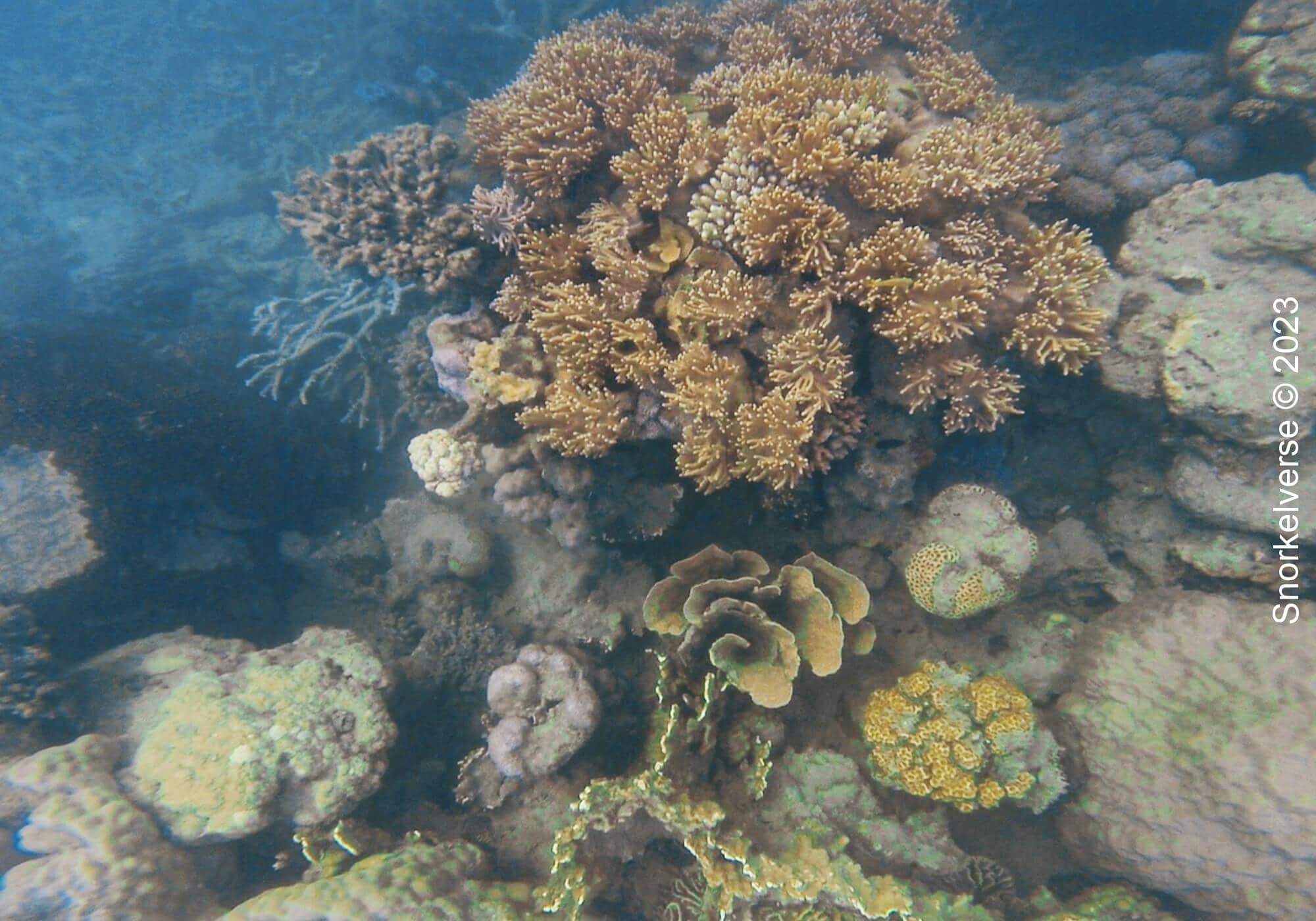 Coral Reef Whitsunday Islands