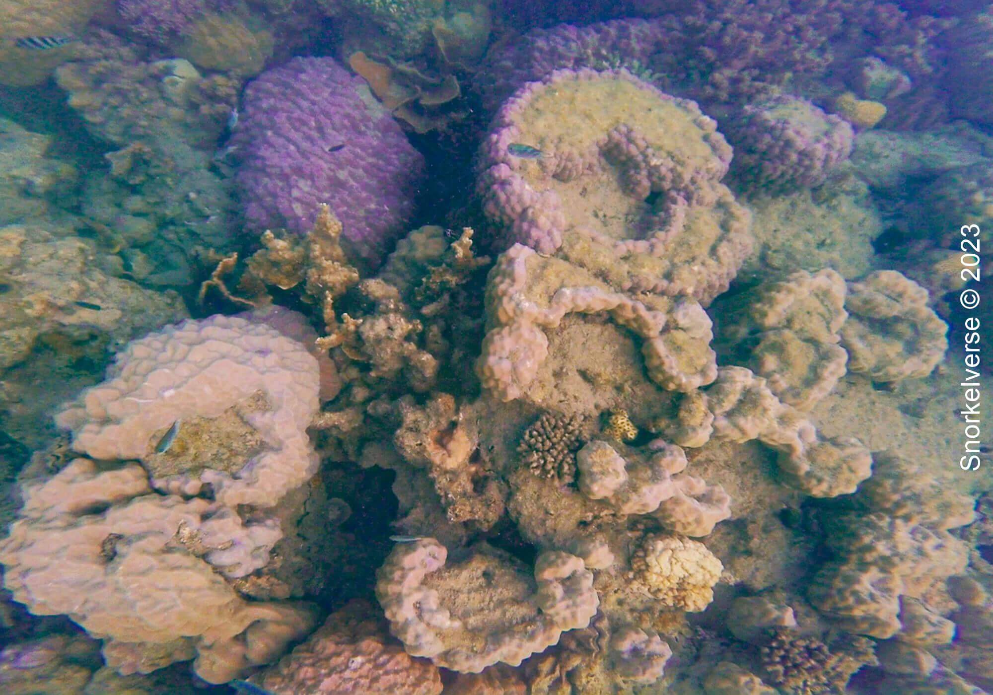 Coral Reef Whitsunday Islands