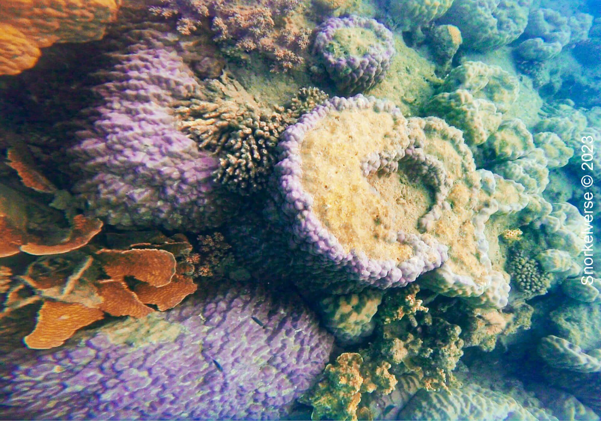 Diverse Coral Reef Whitsunday Islands