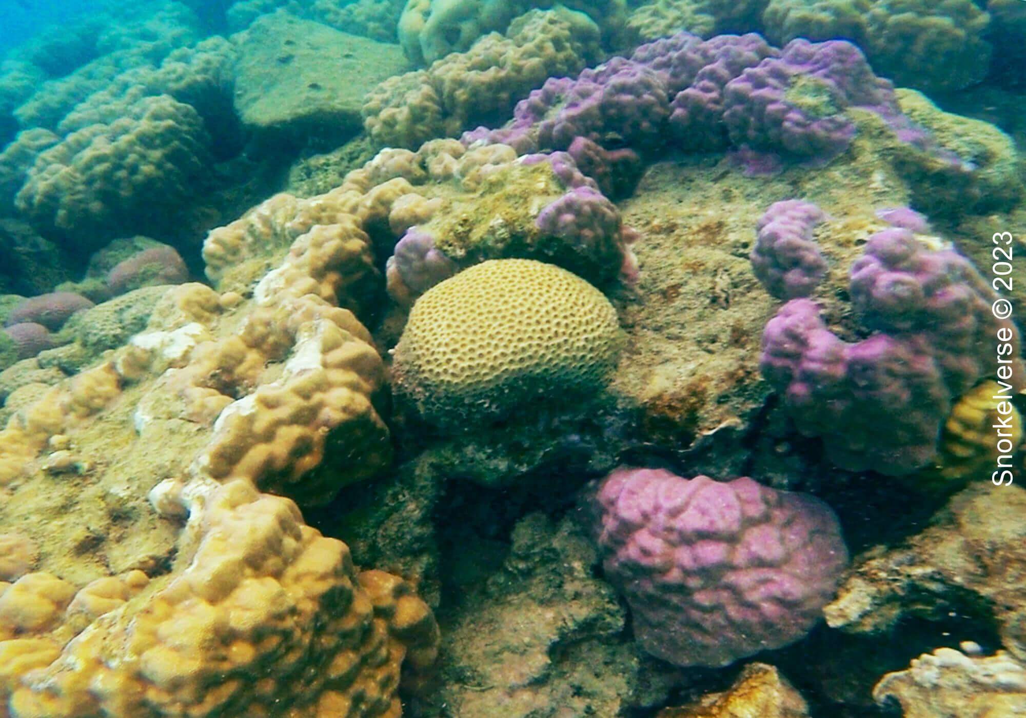 Coral Reef Whitsundays