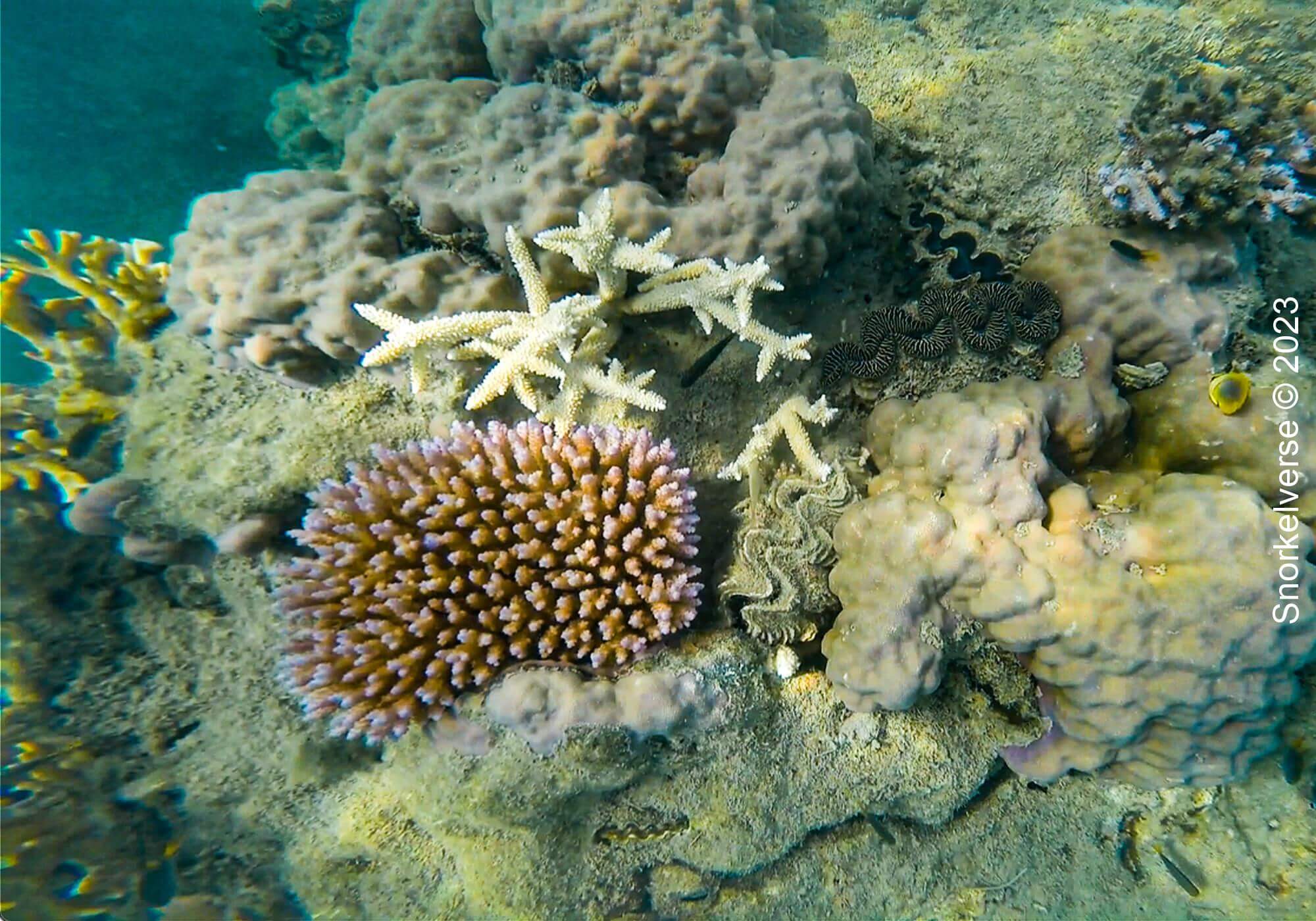 Coral Reef Whitsunday Islands