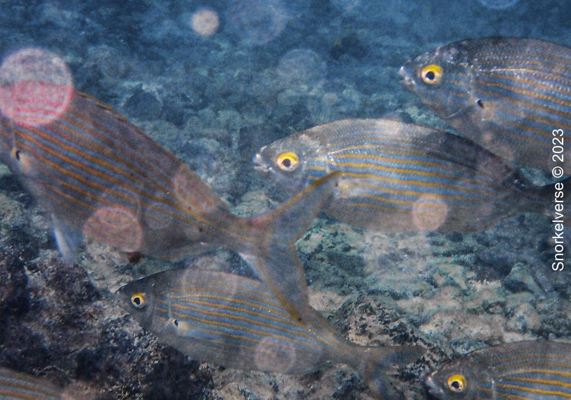 Gold Sea Bream