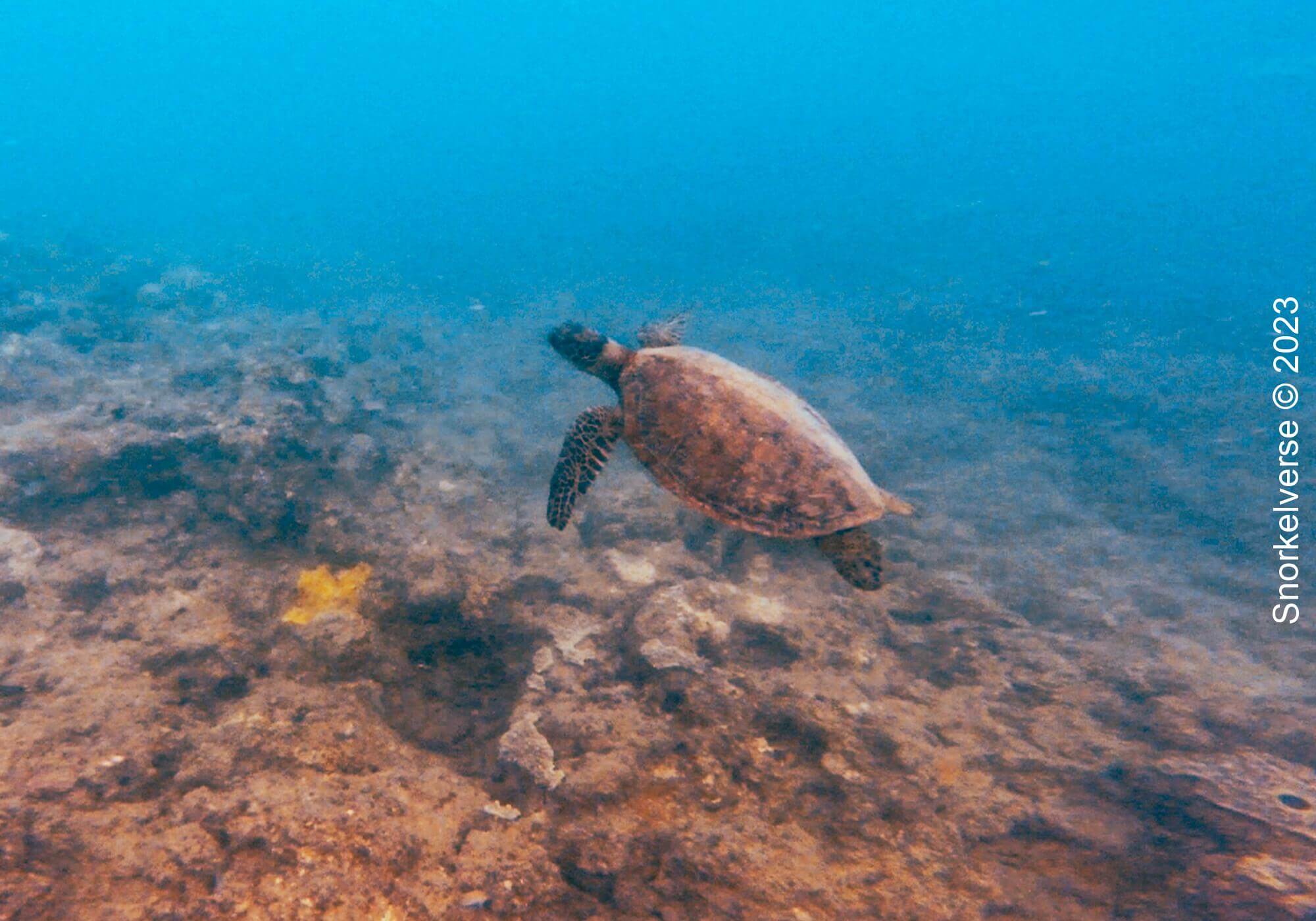 Snorkeling the tranquil Whitsunday Islands 35 Green Turtle Whitsundays