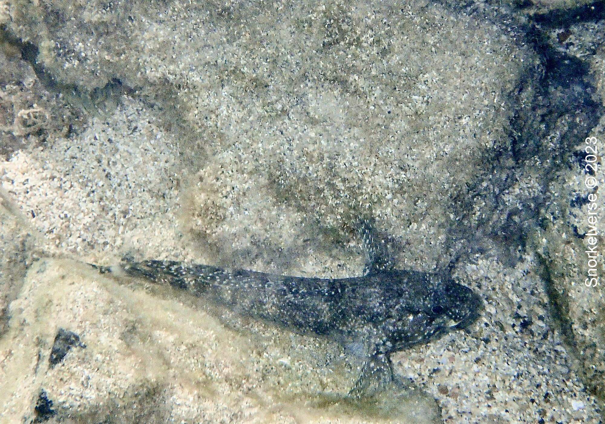 Madeira Goby Fish