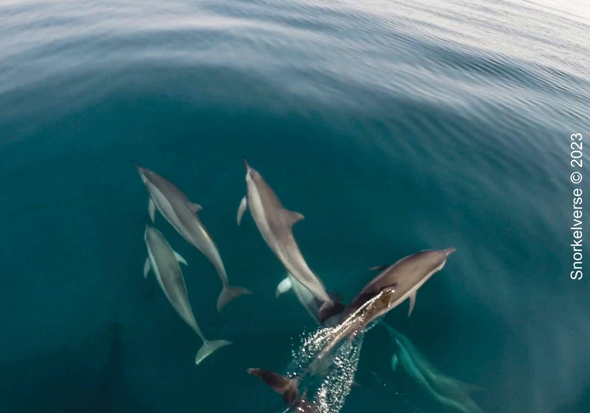 Spinner Dolphin Pod Swimming
