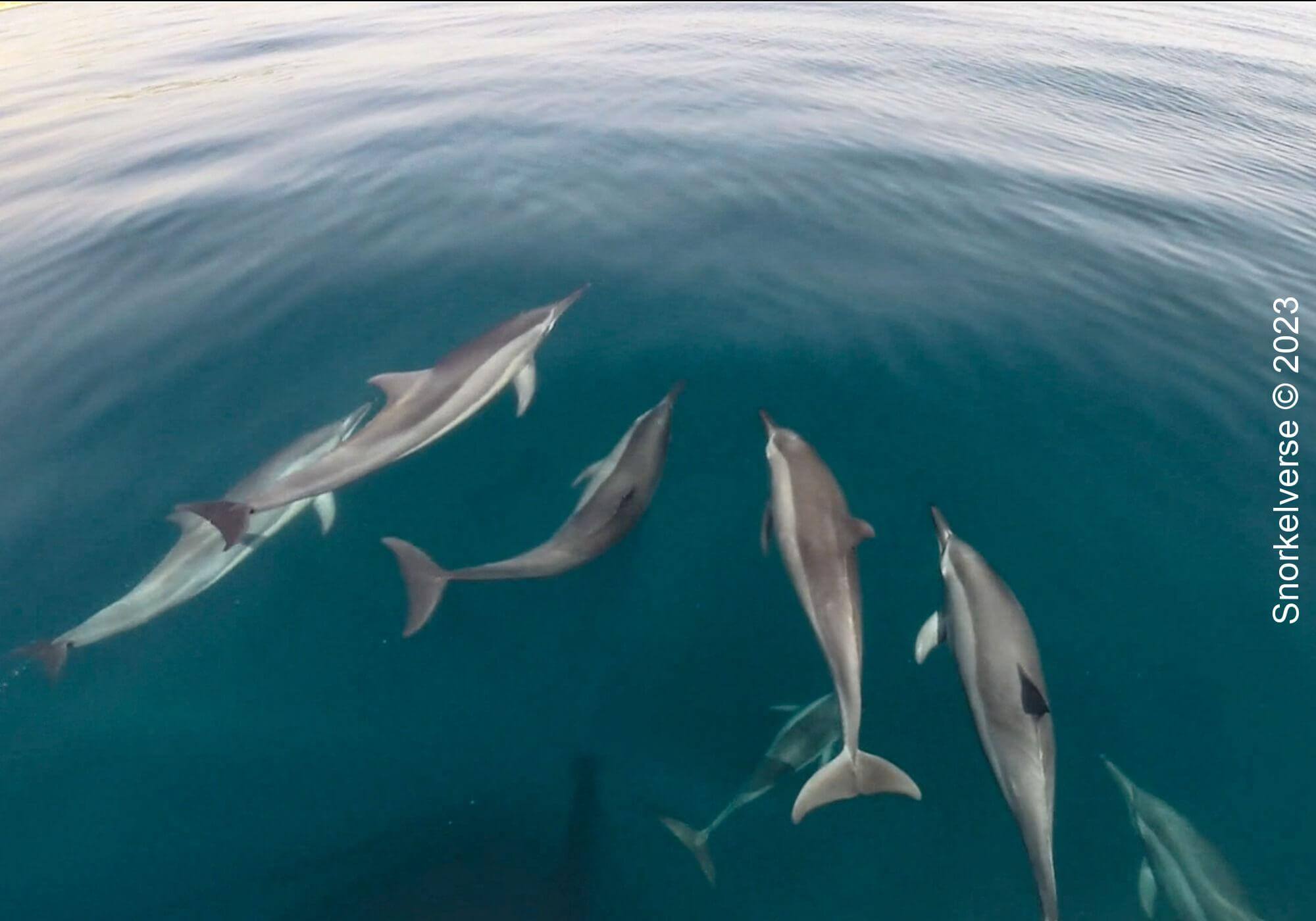Spinner Dolphin Pod, Muscat, Oman