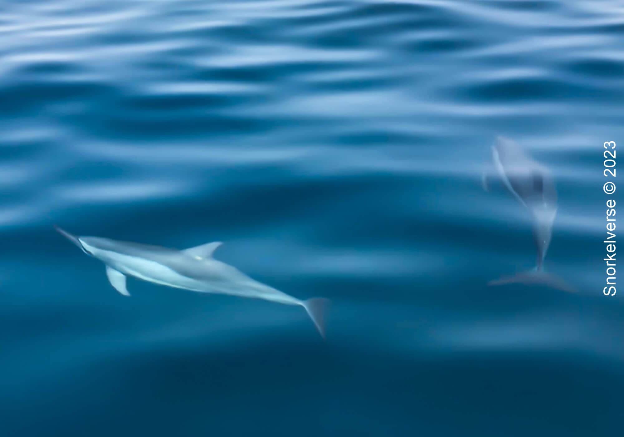 Spinner Dolphin Underwater