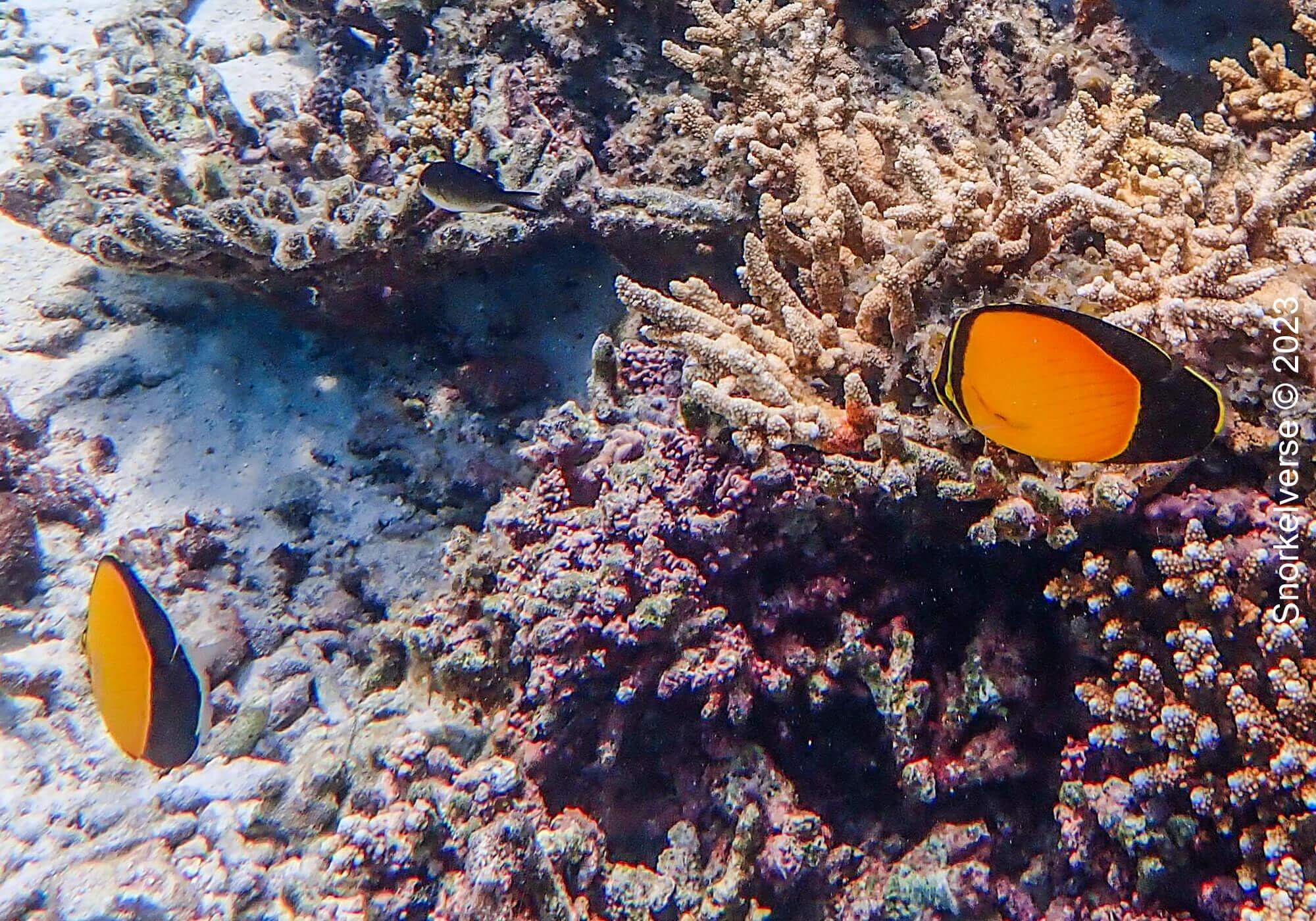 Arabian Butterfly Fish