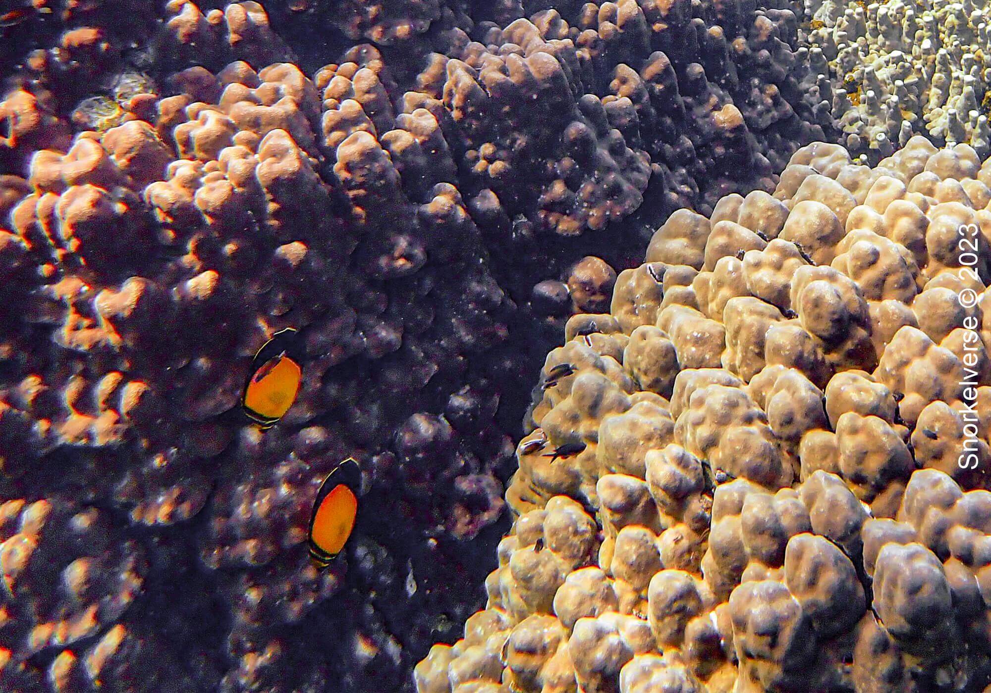 Arabian Butterflyfish