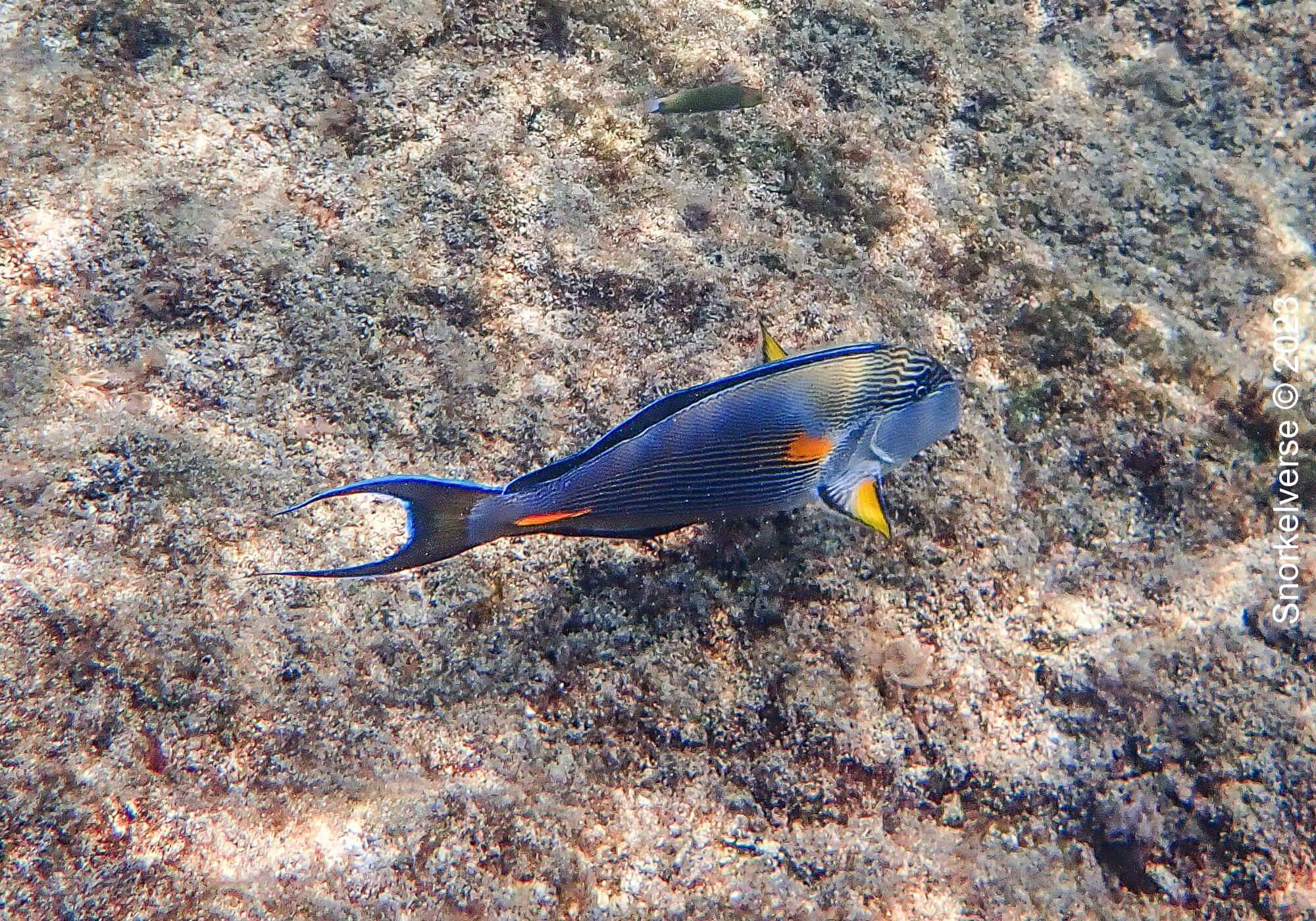 Arabian Surgeonfish