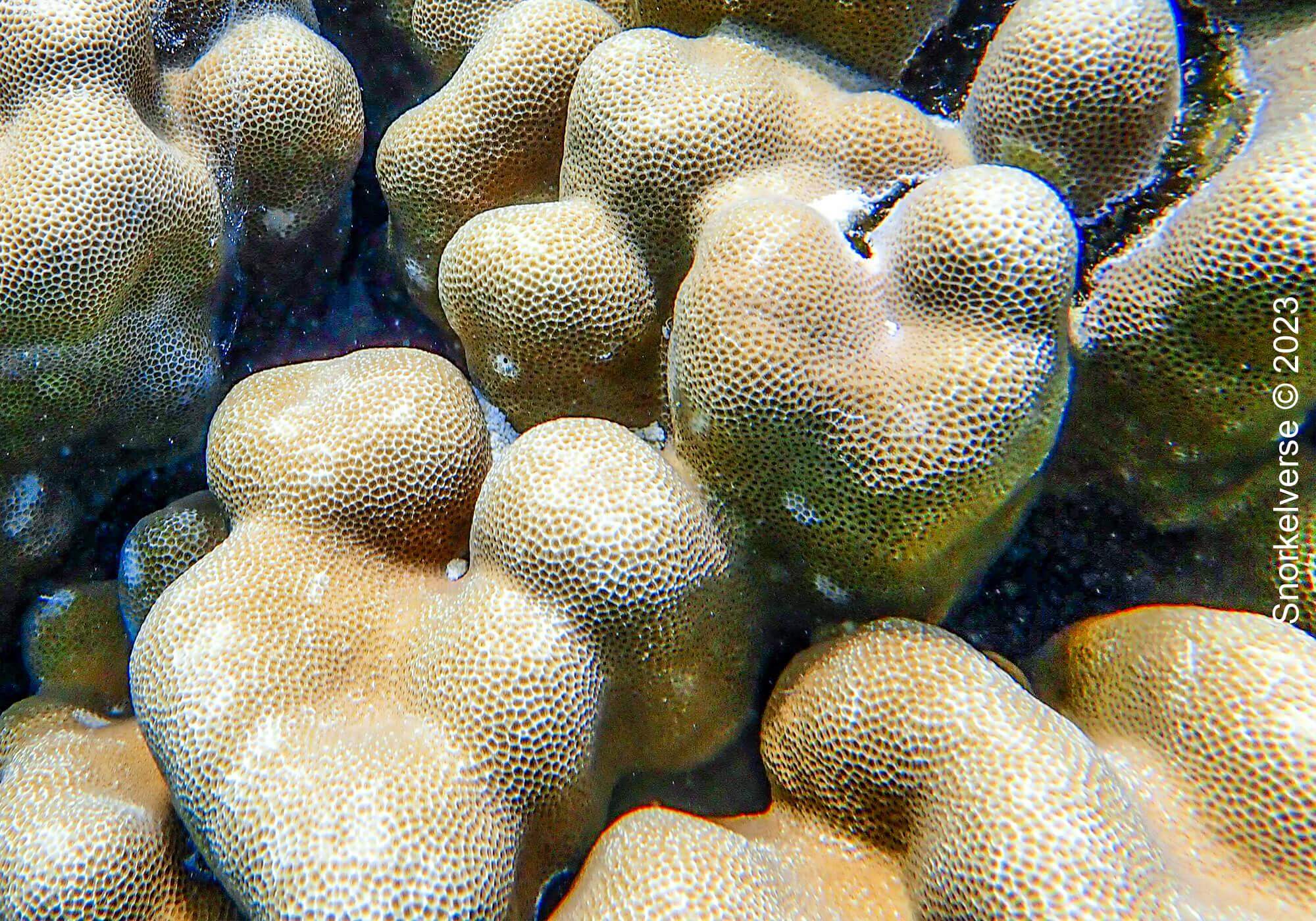 Boulder Coral