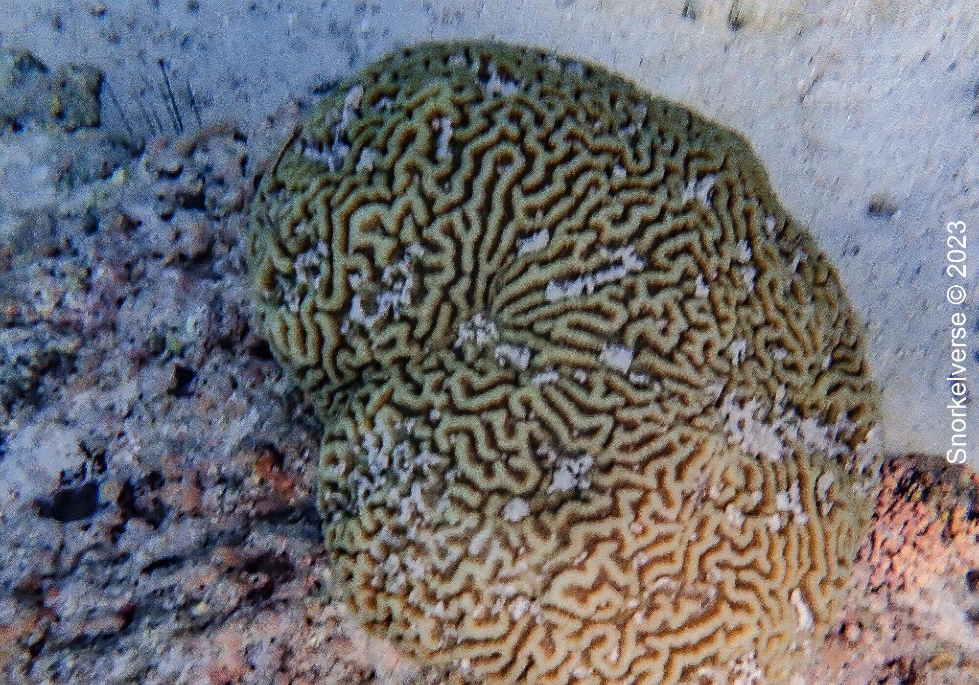 Brain Coral