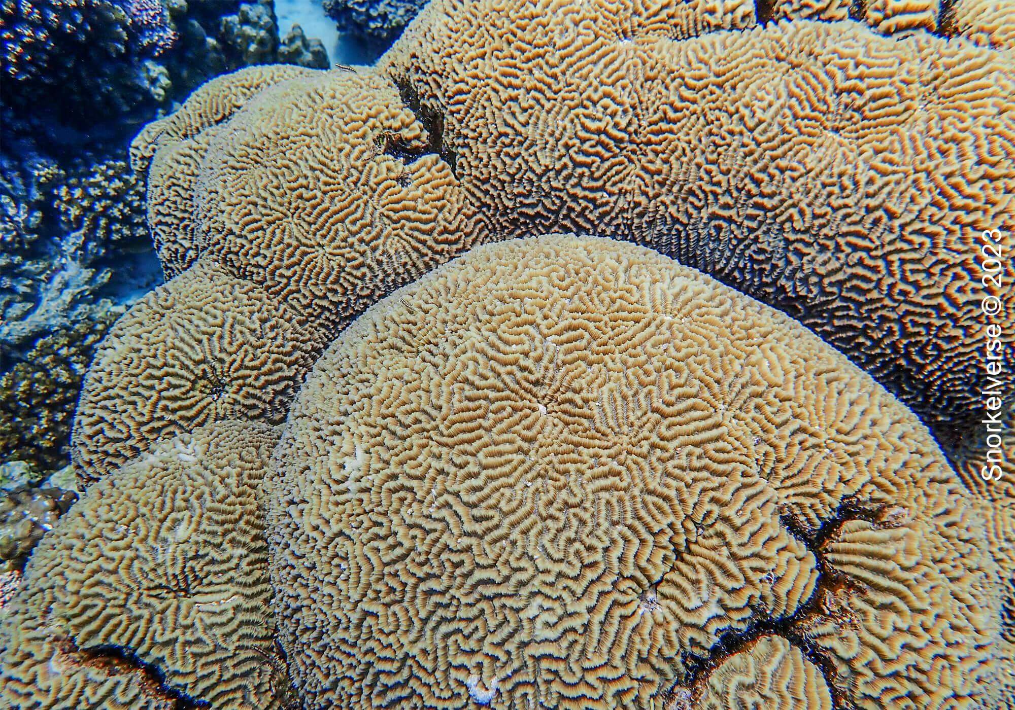 Brain Coral