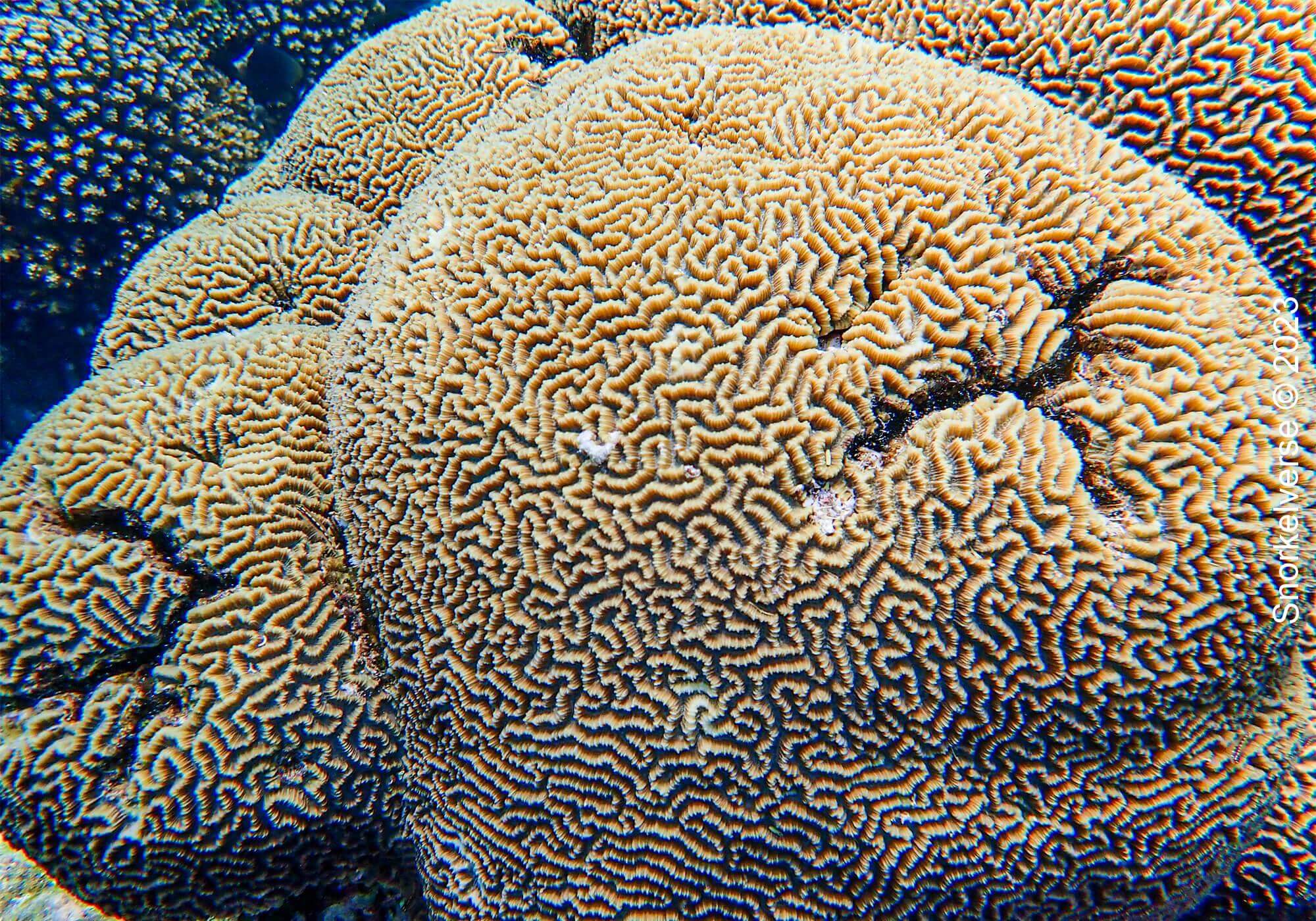 Brain Coral