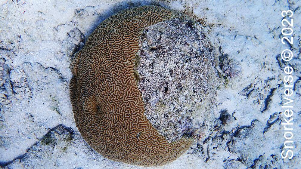 Half Brain Coral