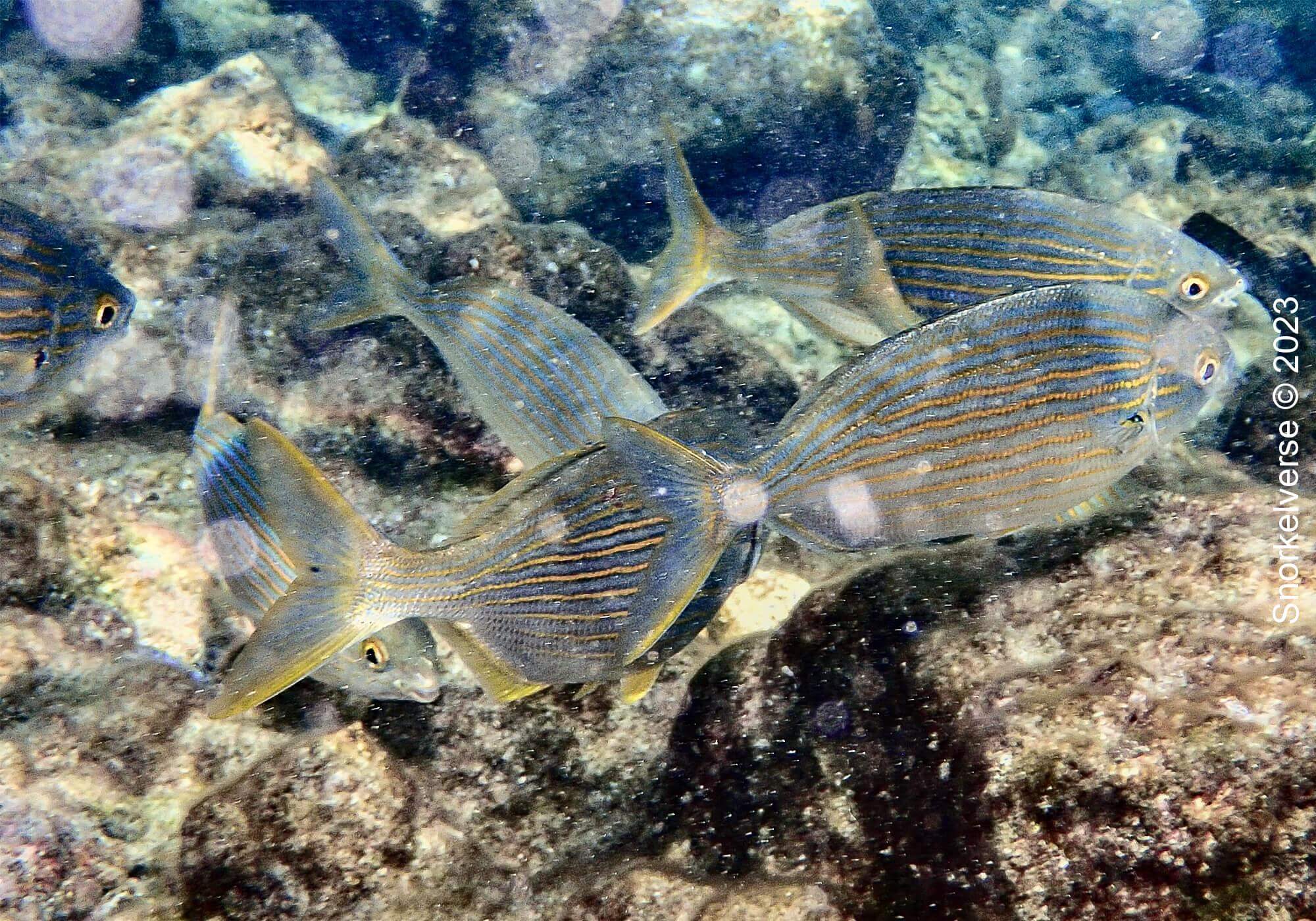 Gold Sea Bream