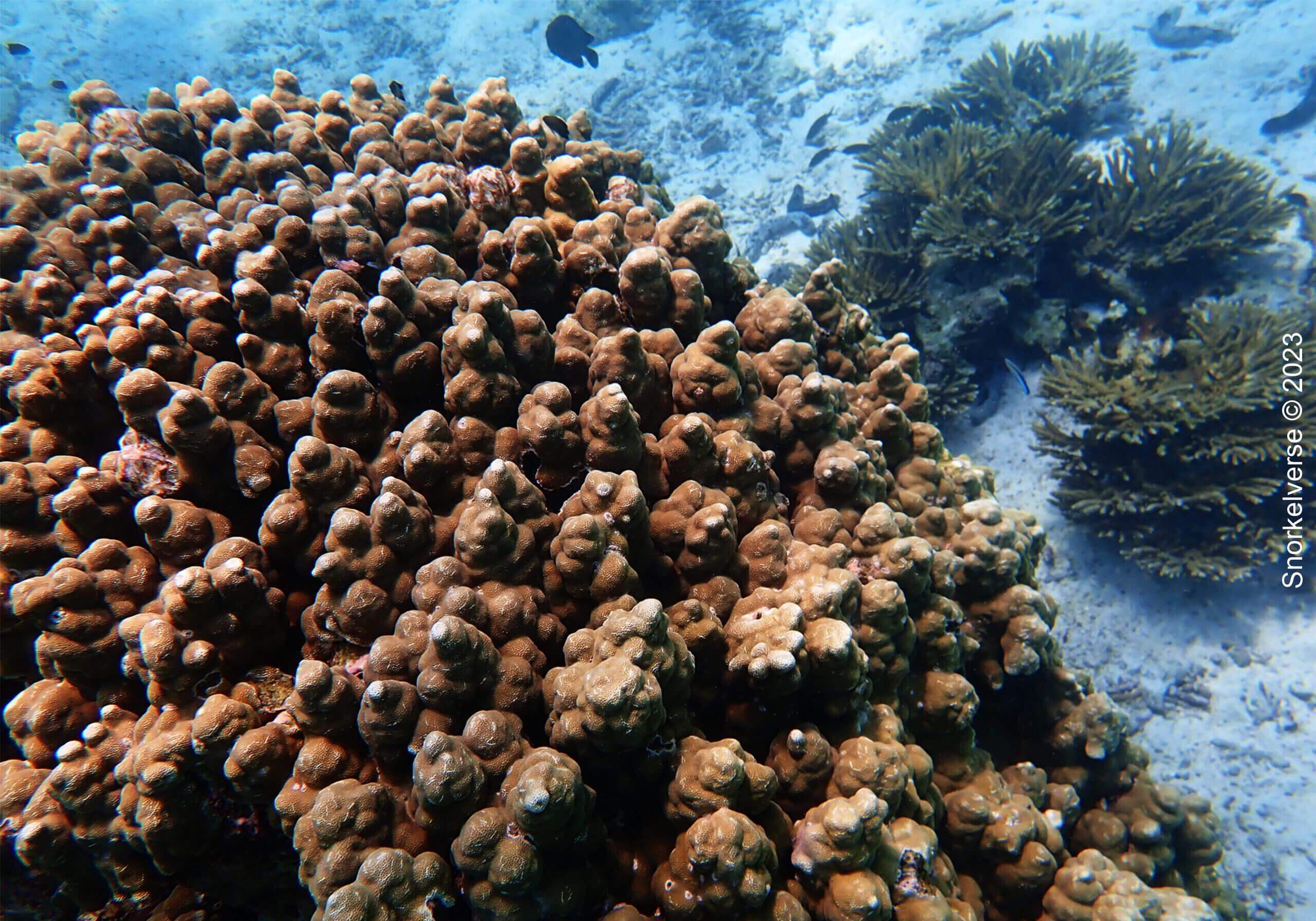 Boulder Coral