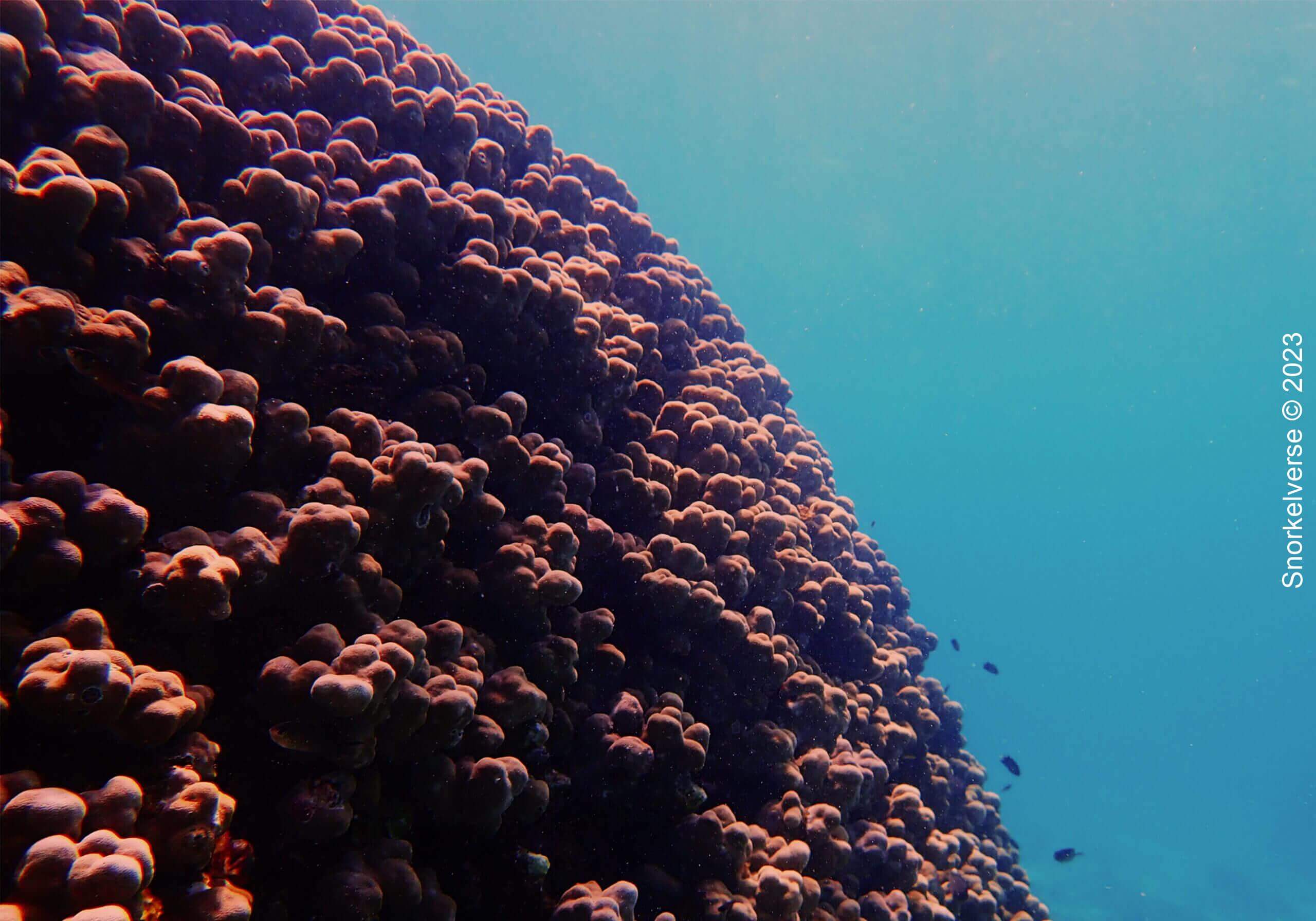 Boulder Coral