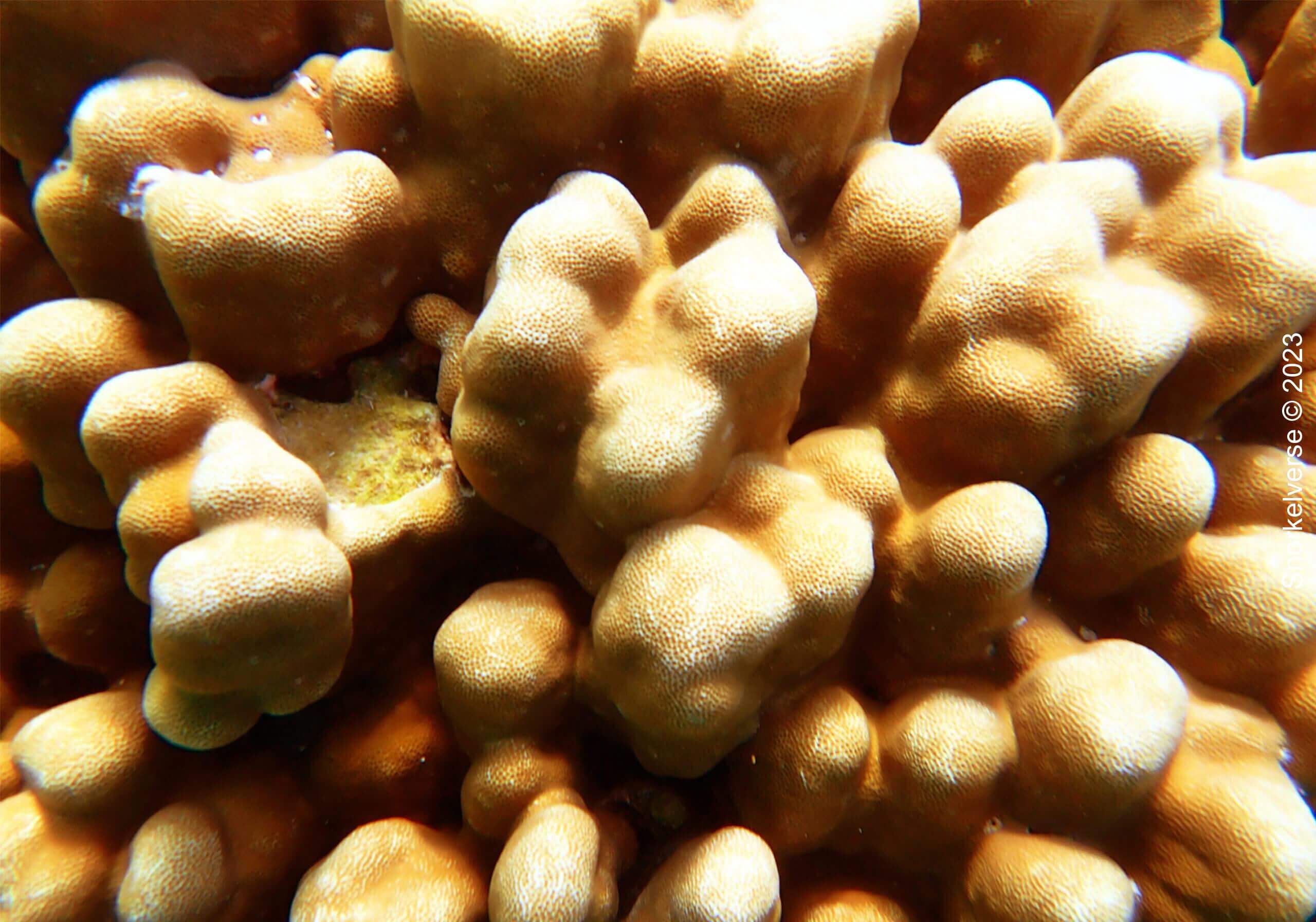 Massive Coral Close Up