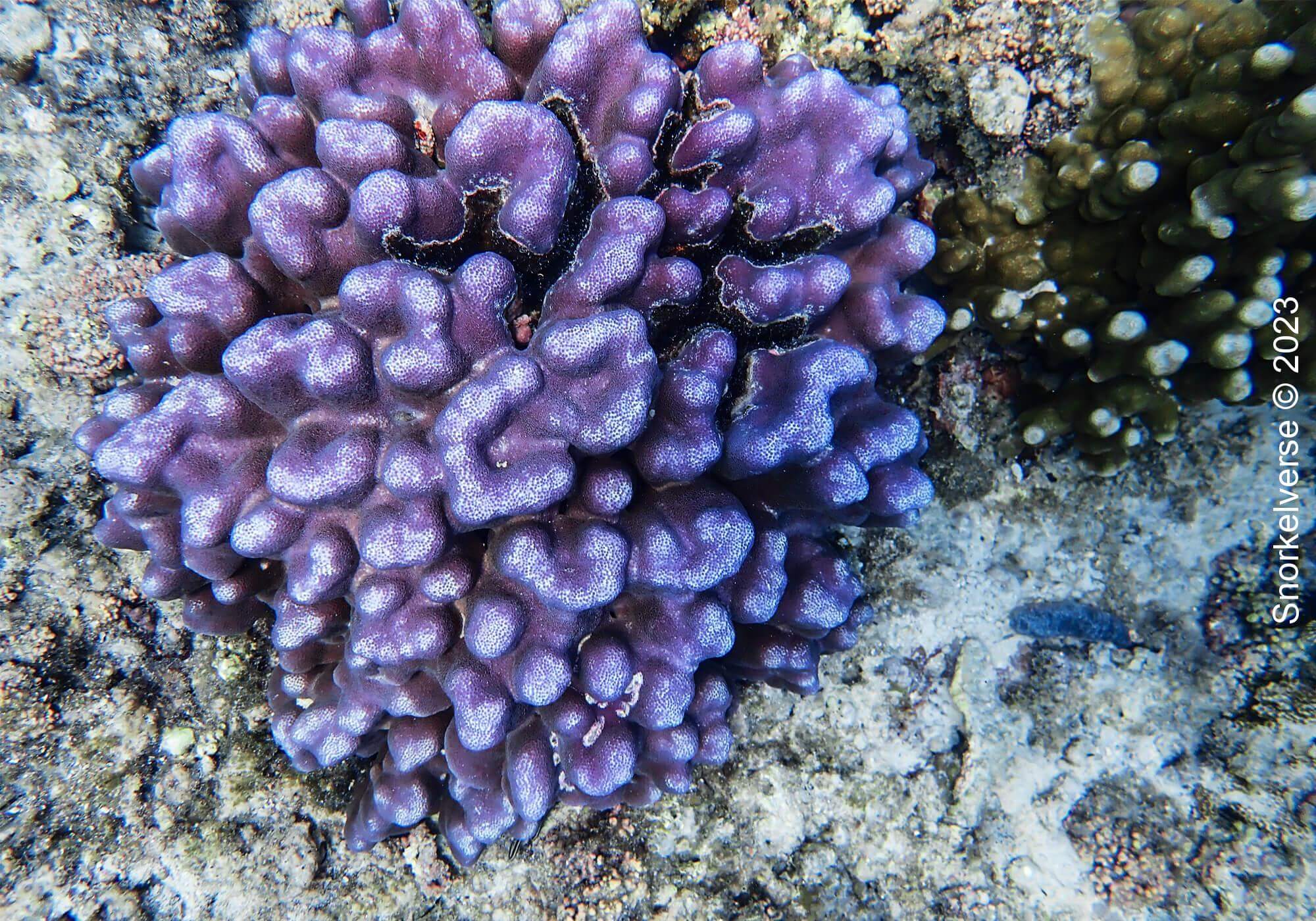Purple Boulder Coral