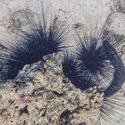Black Sea Urchin, Daymaniyat Islands, Oman