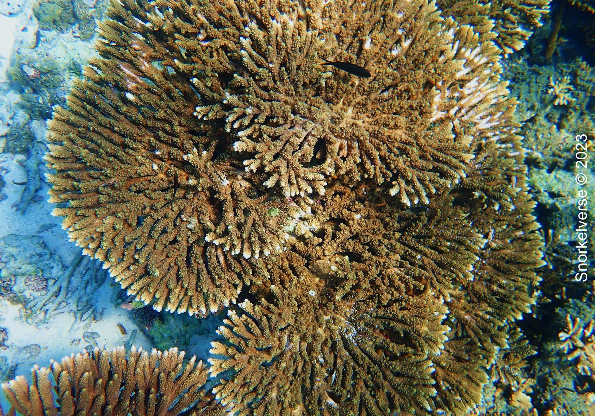 Table Coral Reef