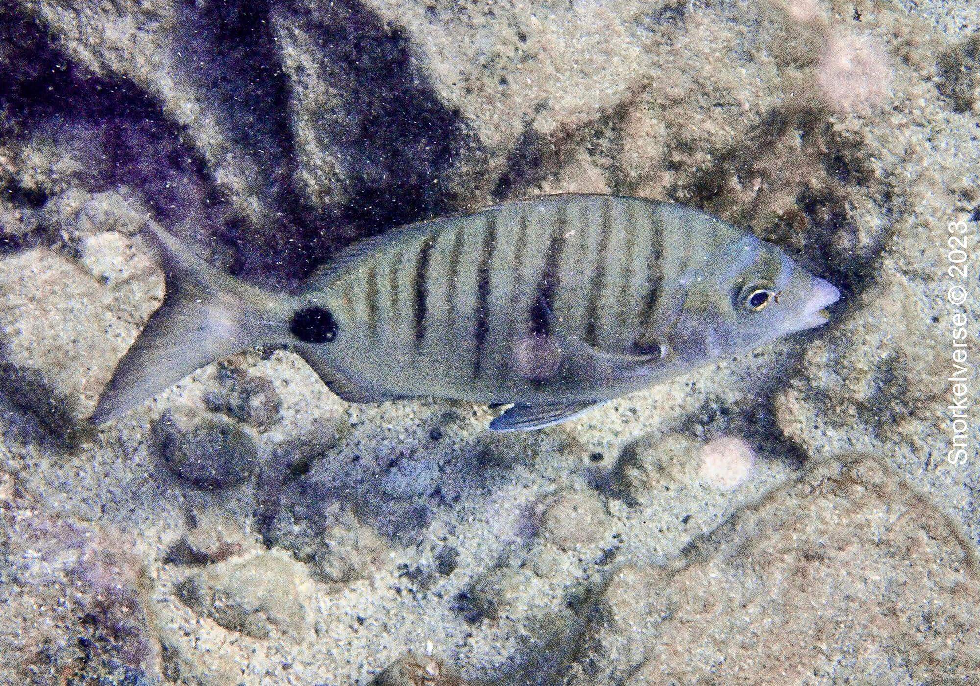 White Sea Bream